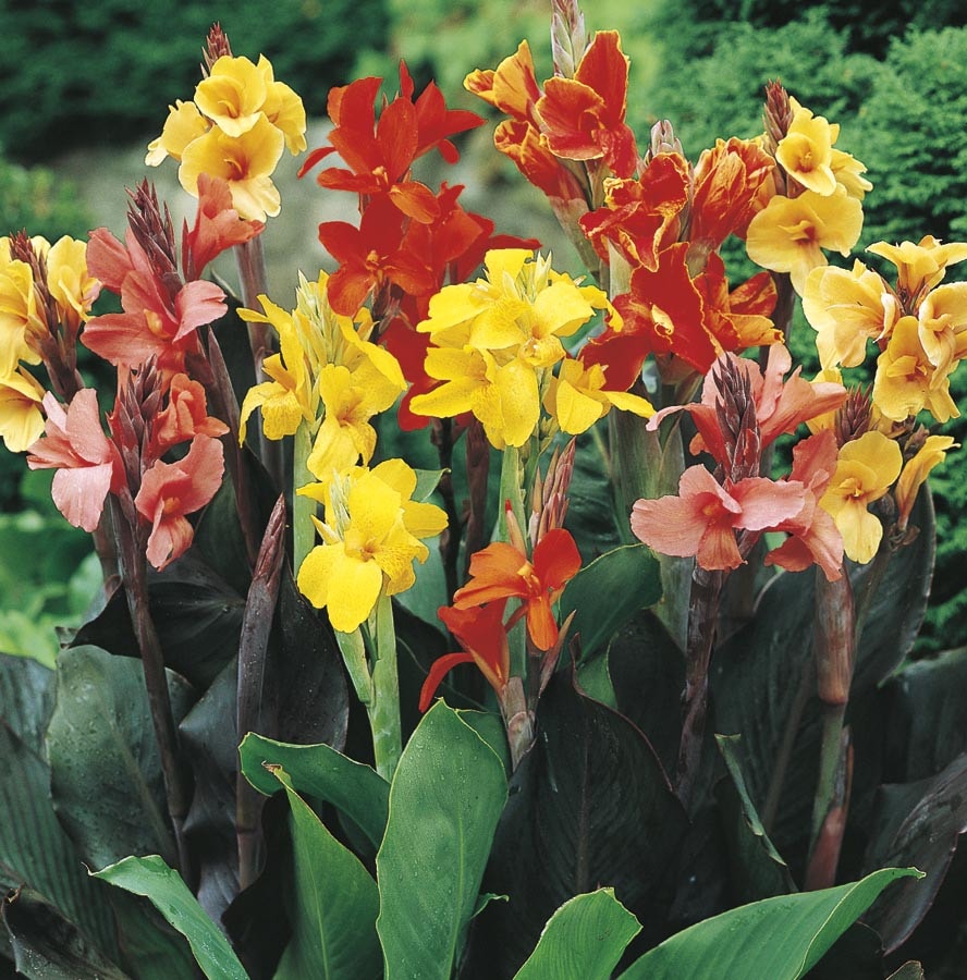 Flowering Plant of the Month (August): Canna lily
