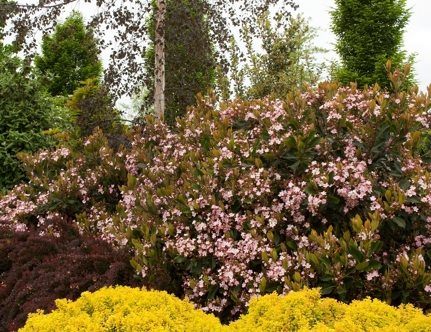 Monrovia 069609PT shrubs - View #2