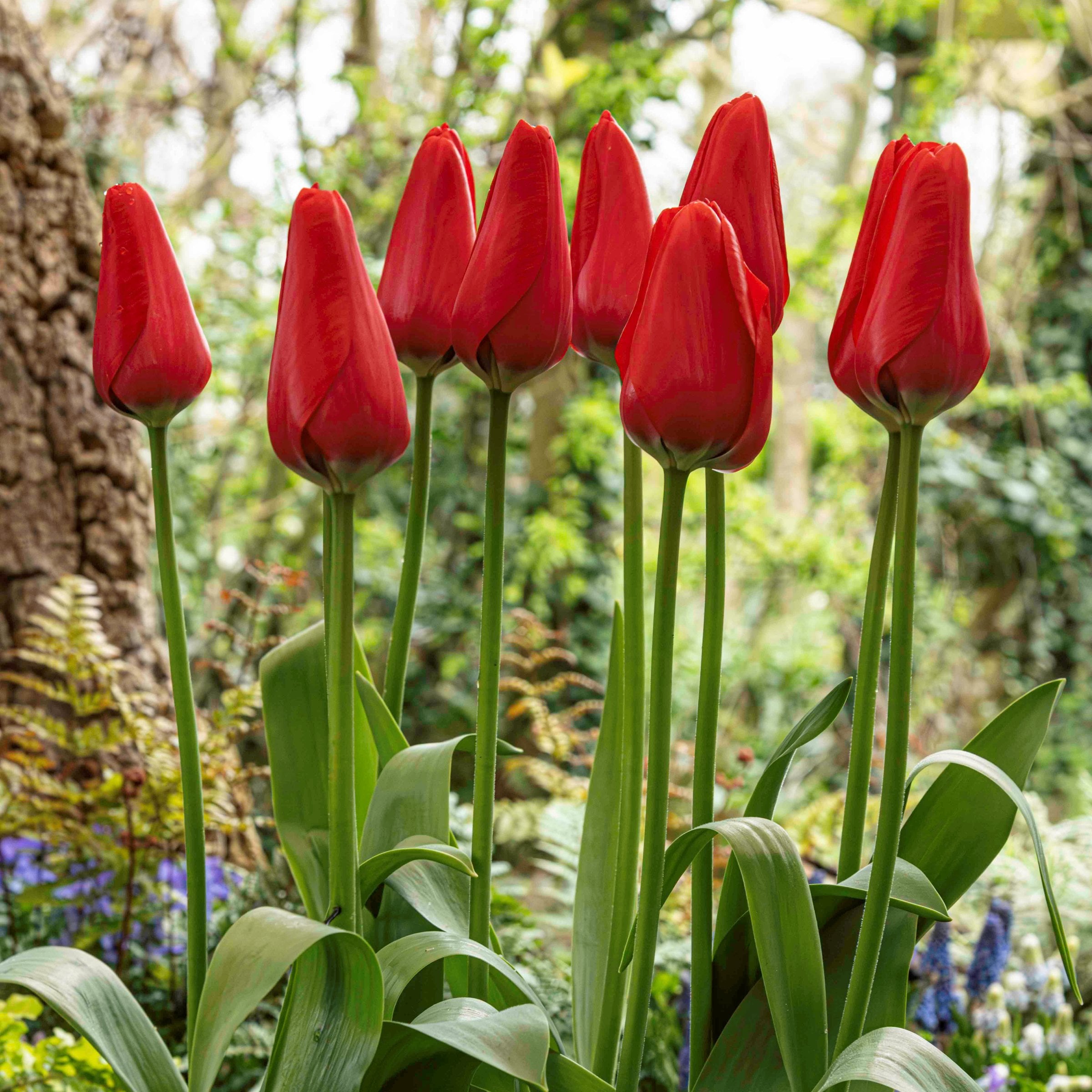 National Plant Network LW3148A Plant-Bulbs - View #2