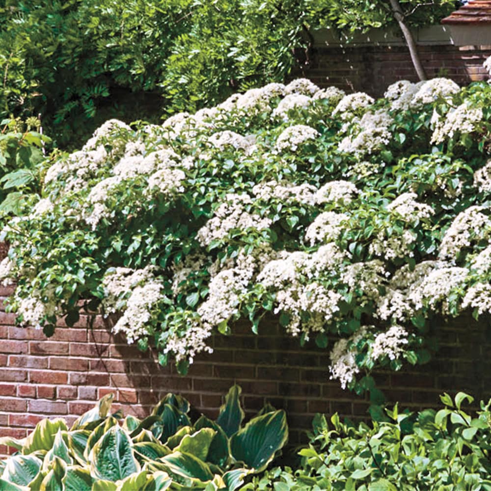 Spring Hill Nurseries 66326 shrubs - View #2