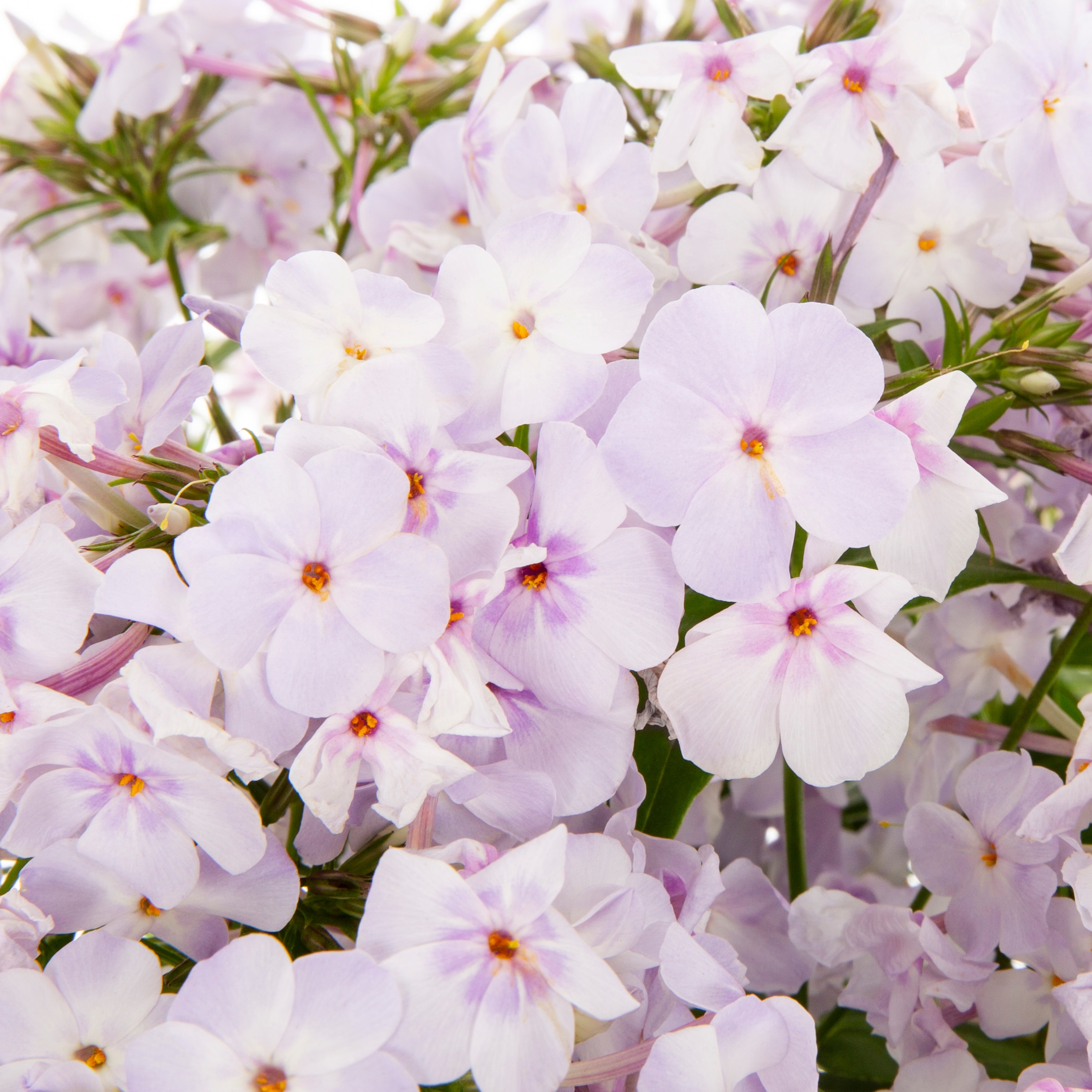 Proven Winners NURSERY perennials - View #2