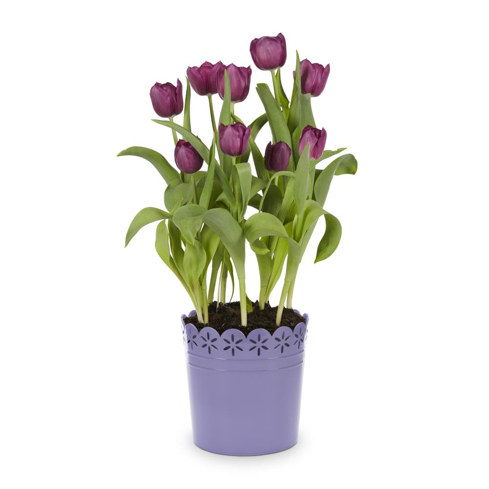 Lowe's Multicolor Tulip in 3-Quart Pot 9-Pack in the Annuals department ...