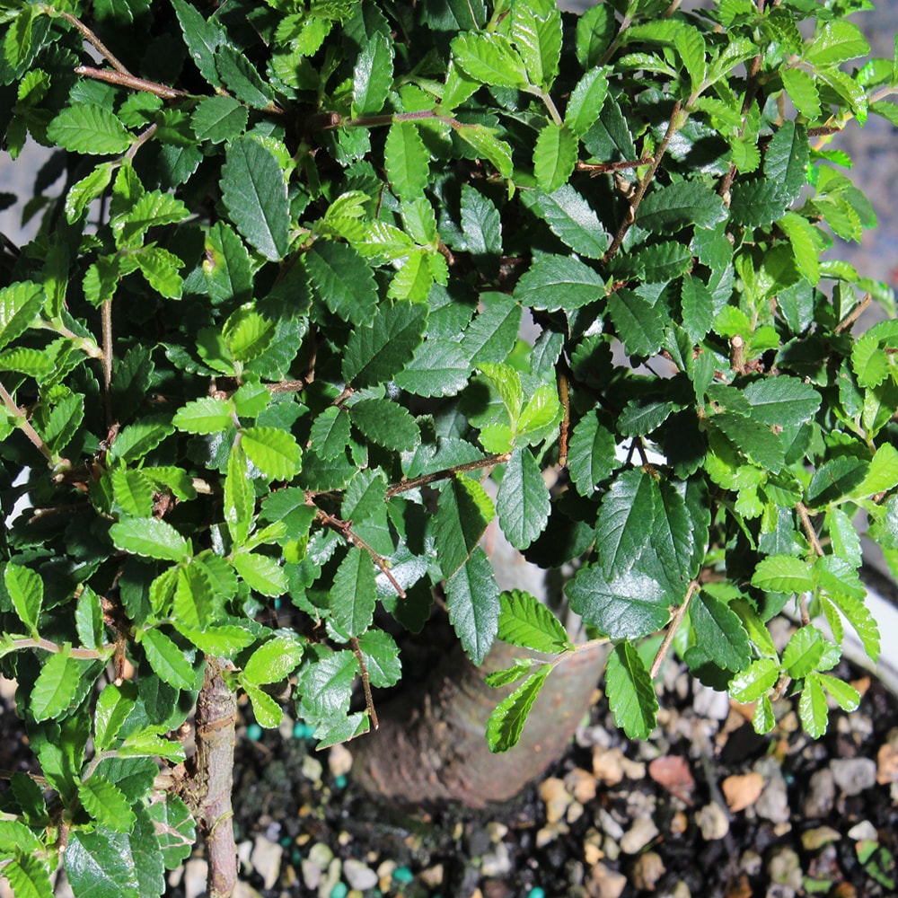 Brussel's Bonsai 12-in Feature Chinese Elm In Pot (With Soil) in the ...