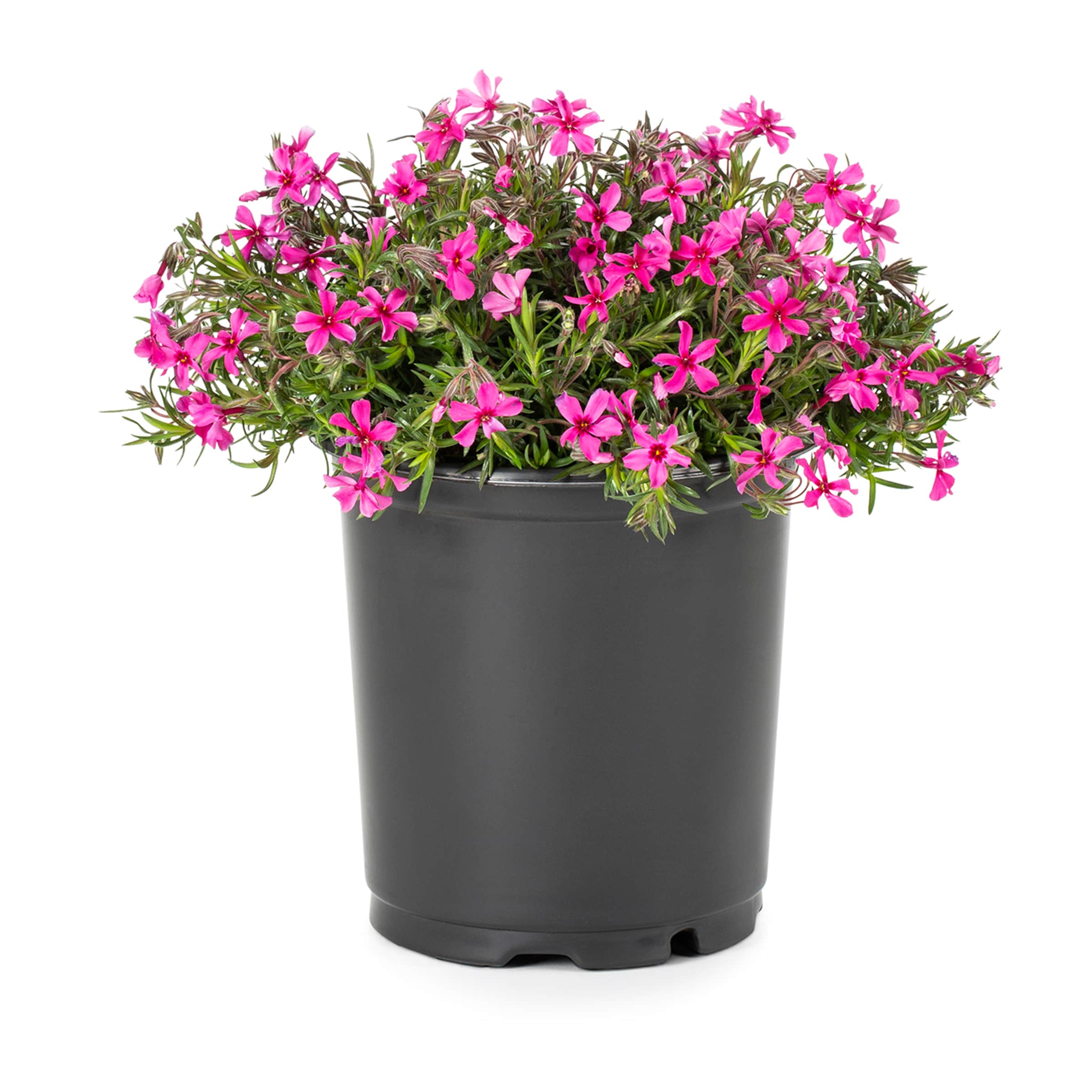 Lowe's NURSERY Multicolor Phlox Plant in 2.5-Quart Pot