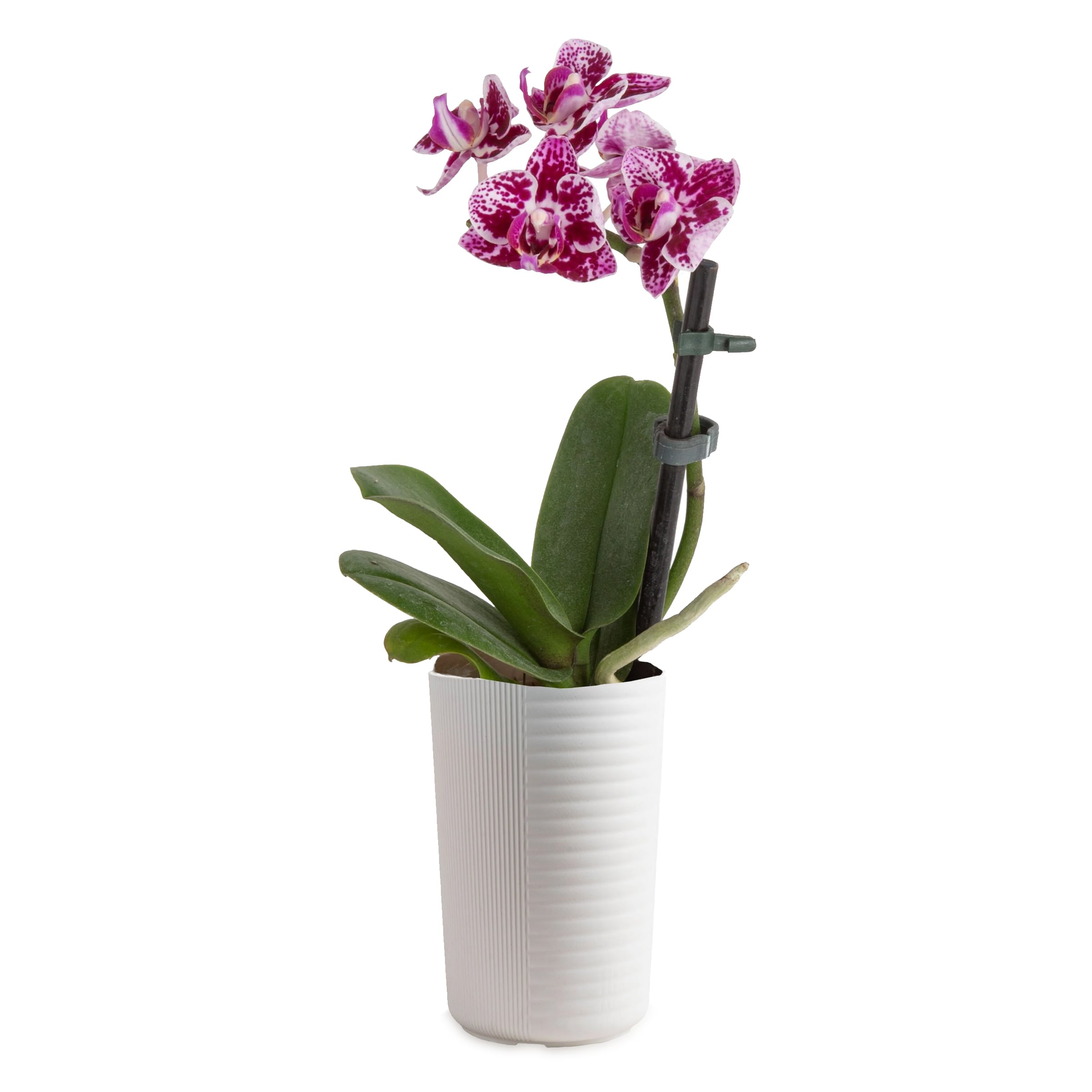 Costa Farms 131998 Mixed Specialty Phalaenopsis Orchid House plant in 4 Ounce(s) Planter 1 -Pack