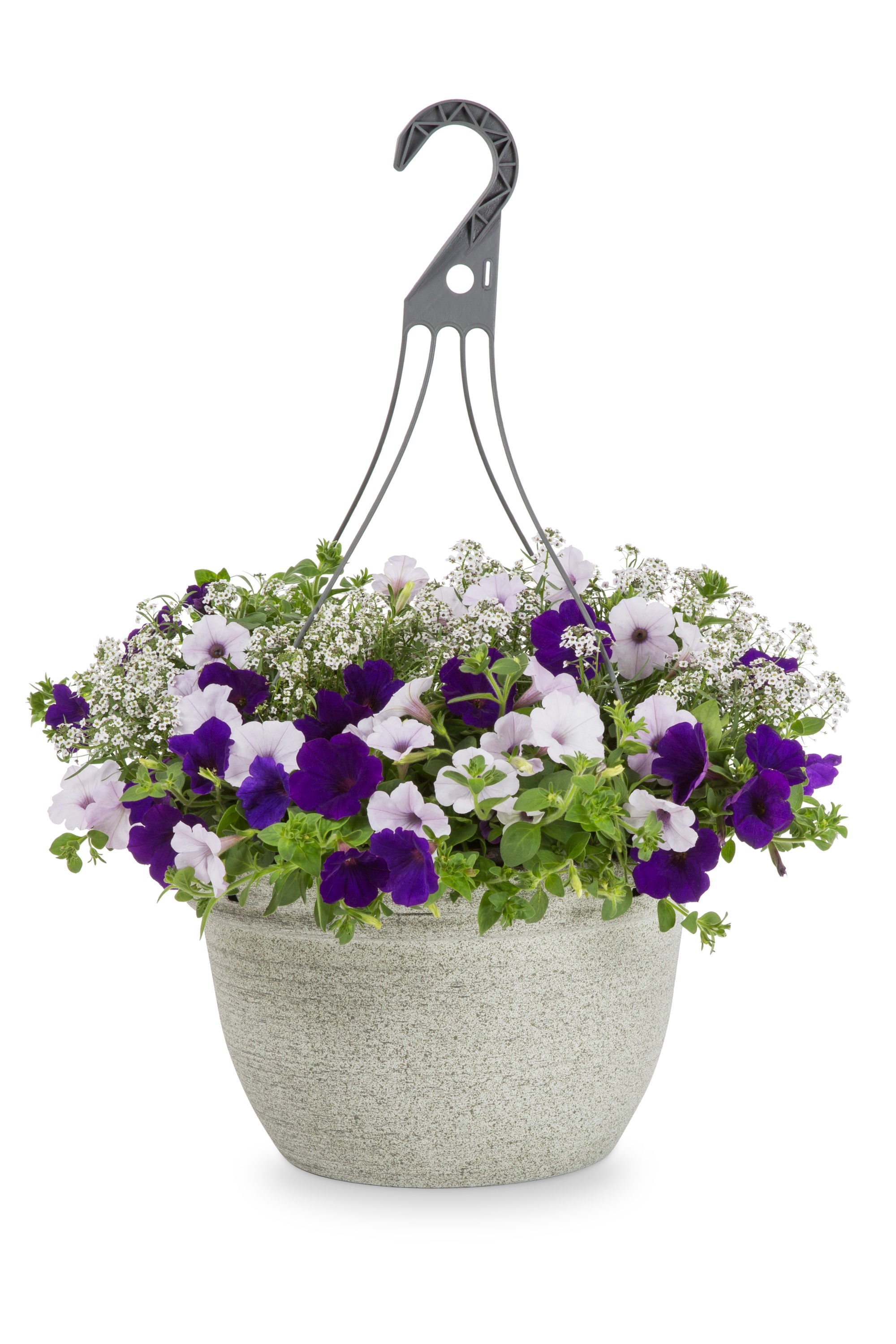 Lowe's NURSERY Multicolor Velvet Skies in 3.5 Gallon(s) Hanging basket