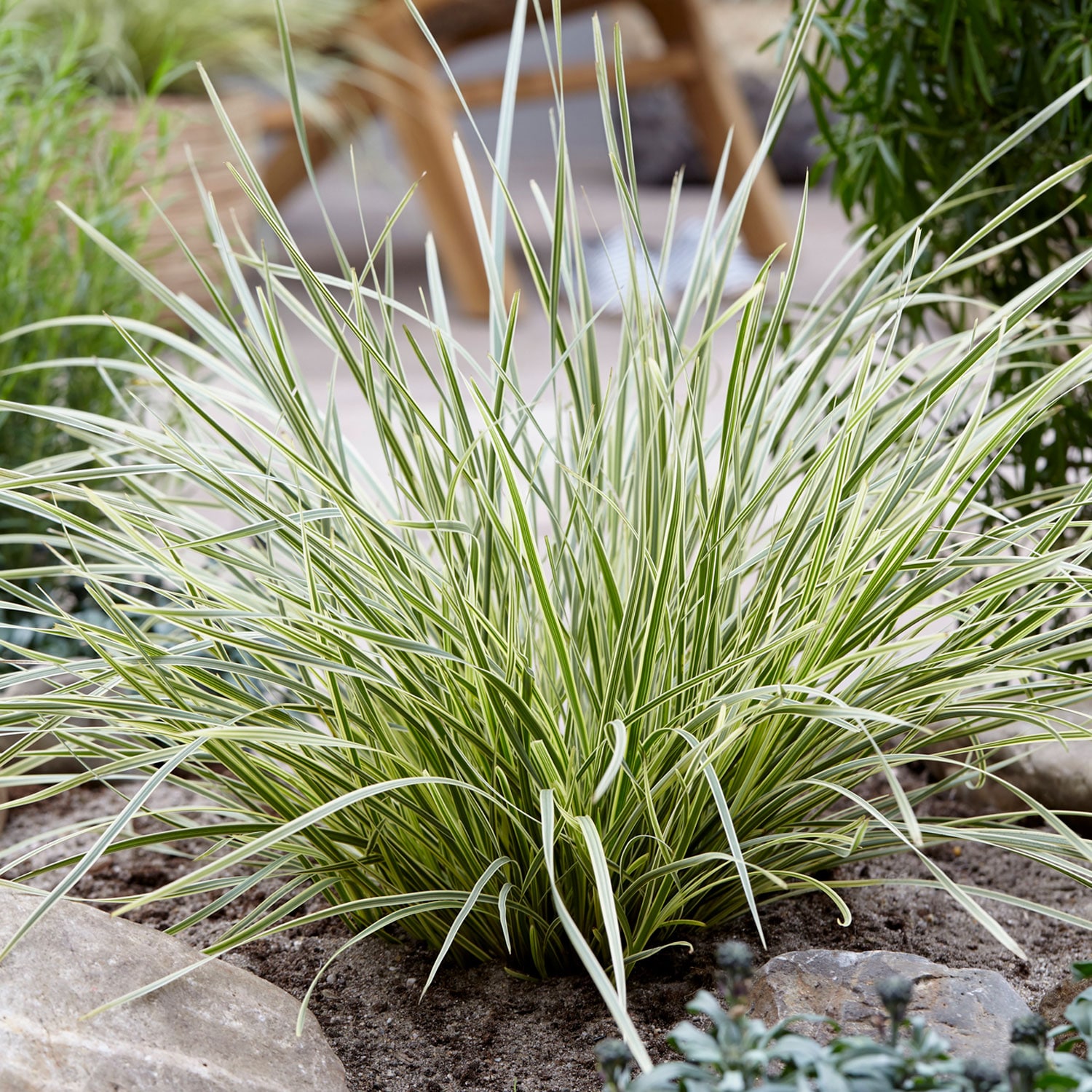 Southern Living Plant Collection 1879Q-1 Ornamental-Grasses - View #3