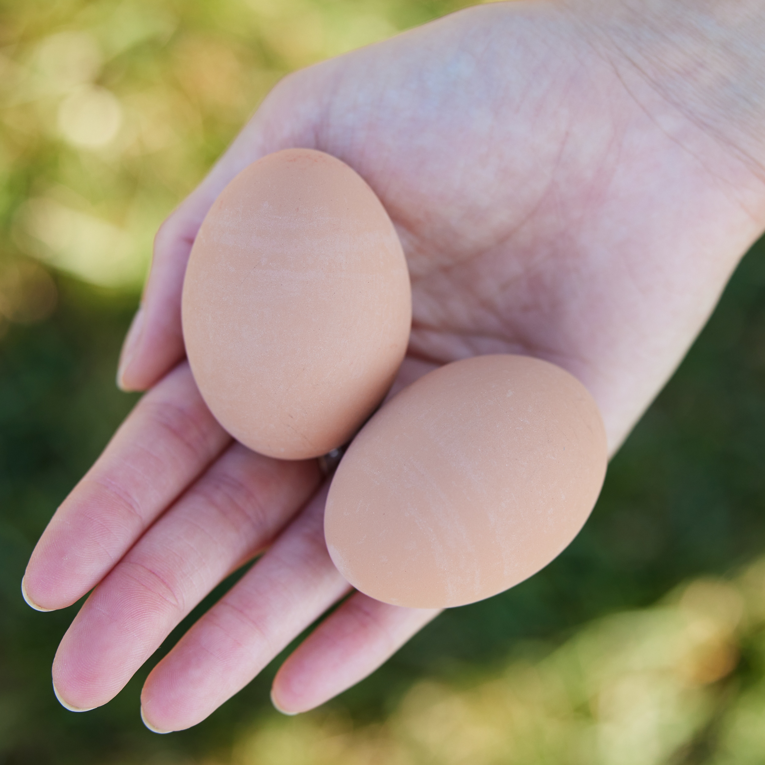 Pecking Order Egg-Carton Dozen Cardboard in the Food Storage Containers  department at