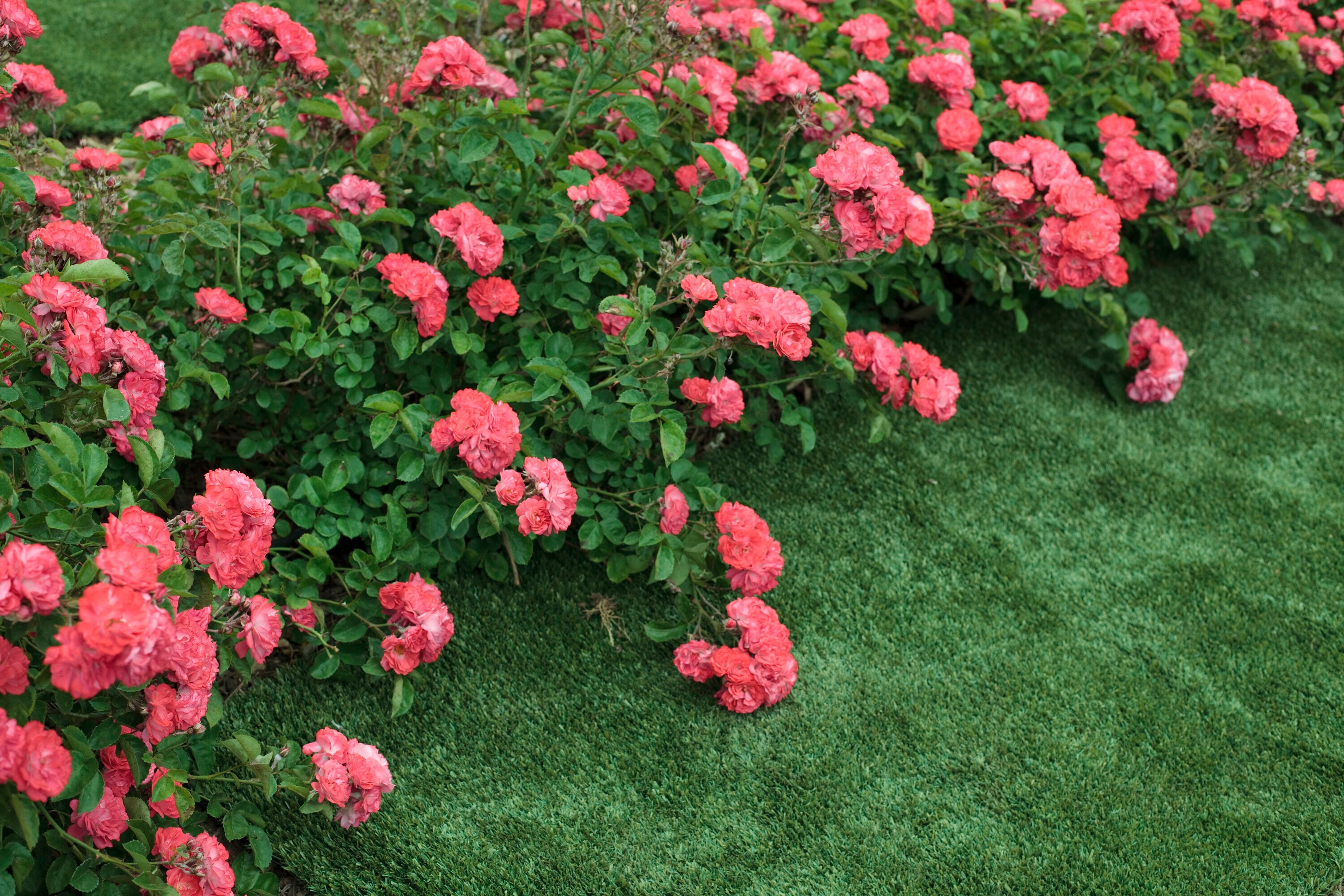 Rose - Orange Glow Knock Out Shrub Rose - Sugar Creek Gardens