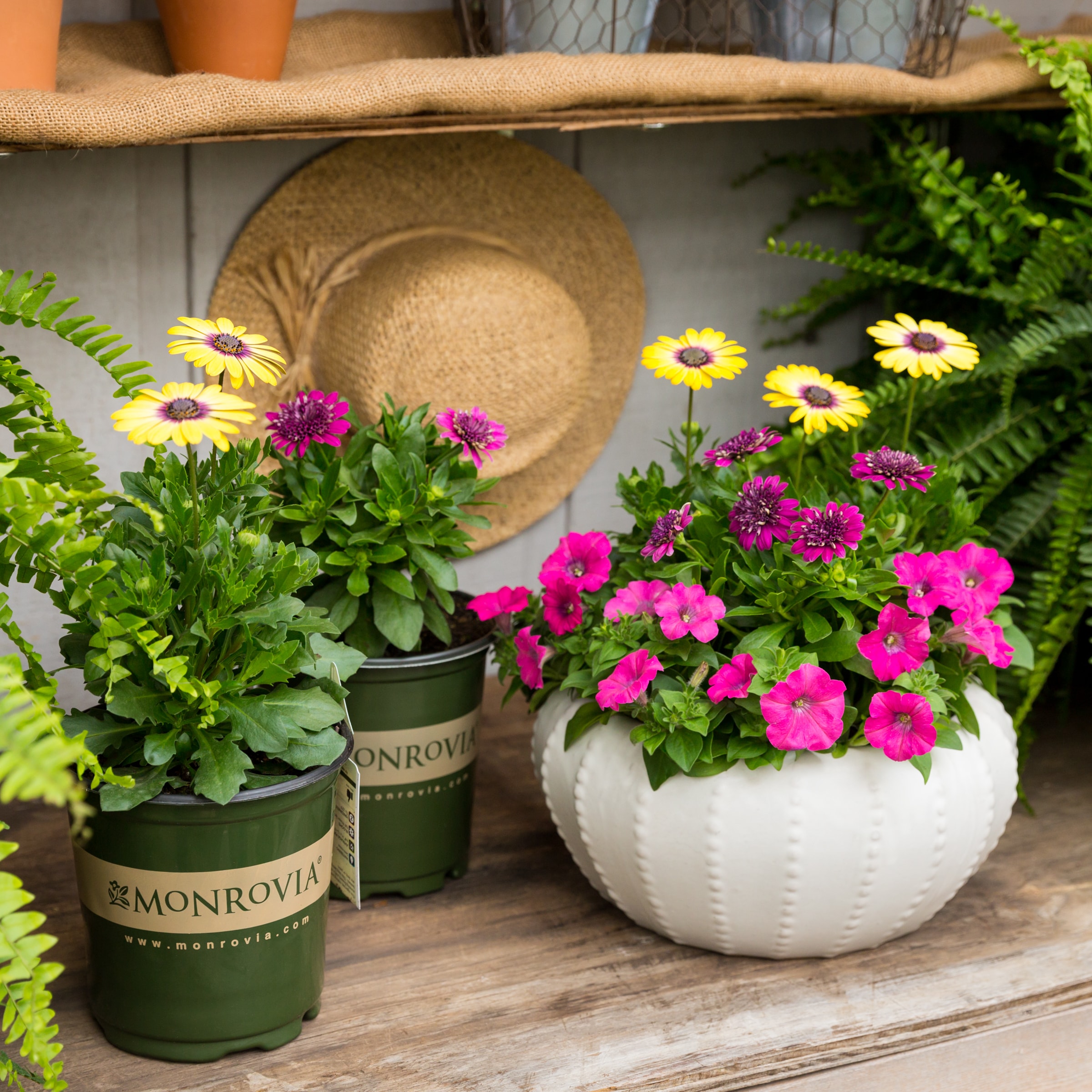 Monrovia 5751692 annuals - View #3