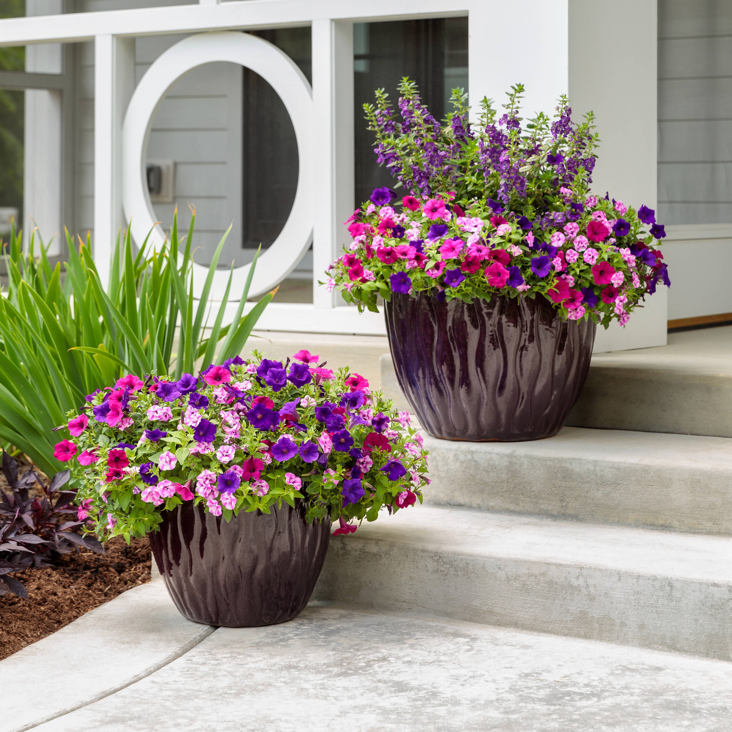 Proven Winners ANGPRW0057504 annuals - View #4