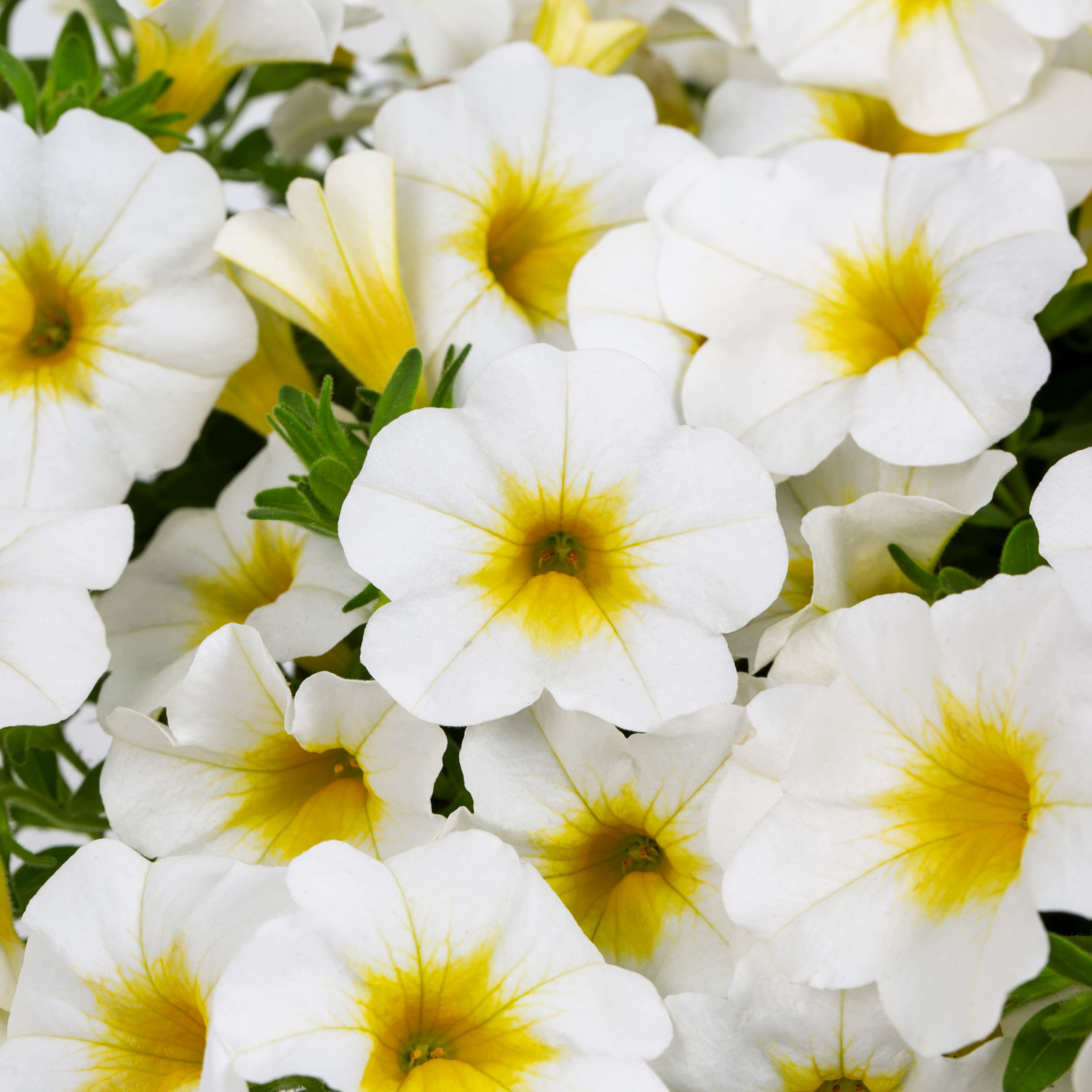 Metrolina Greenhouses 4497 annuals - View #2