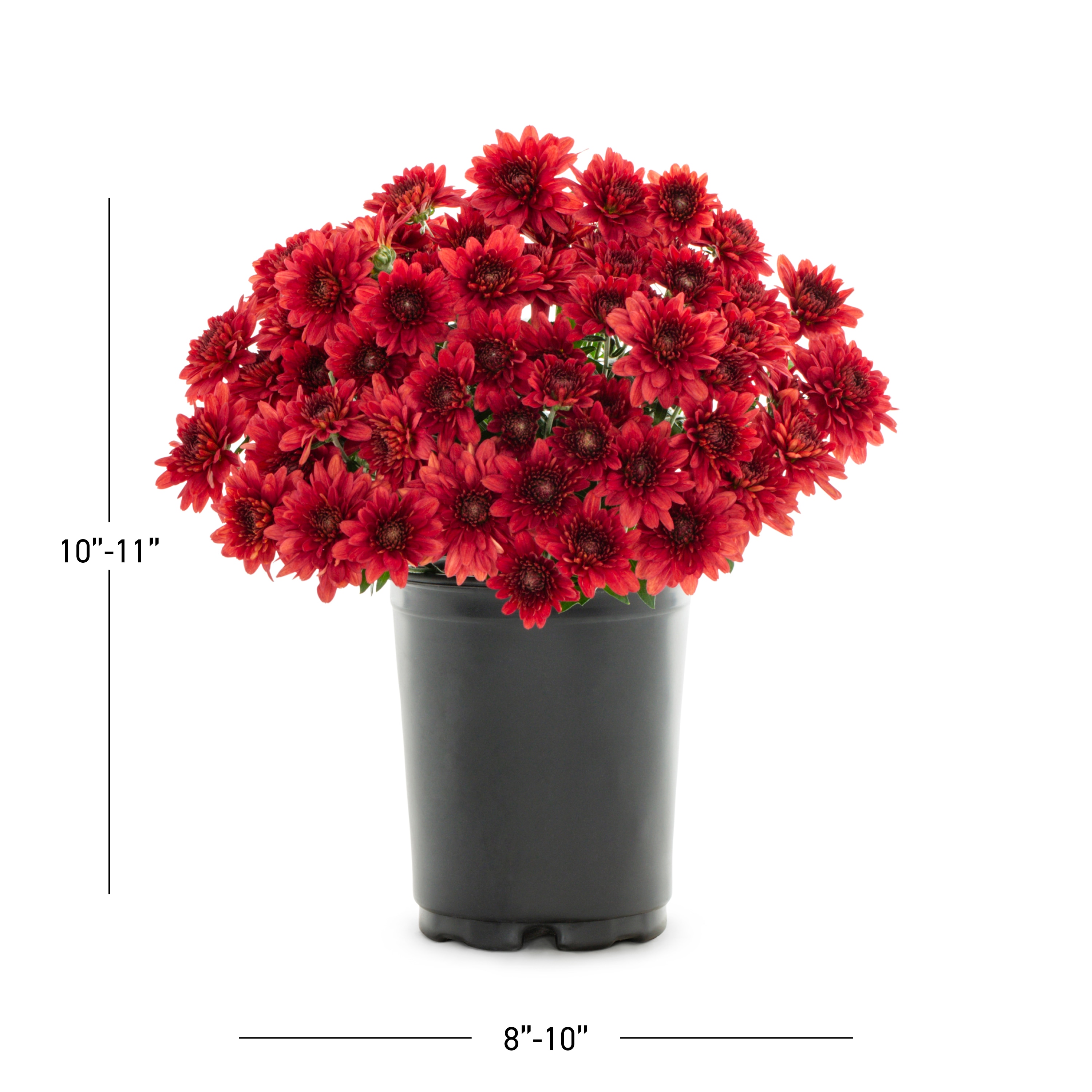 Lowe's 922772 annuals - View #3