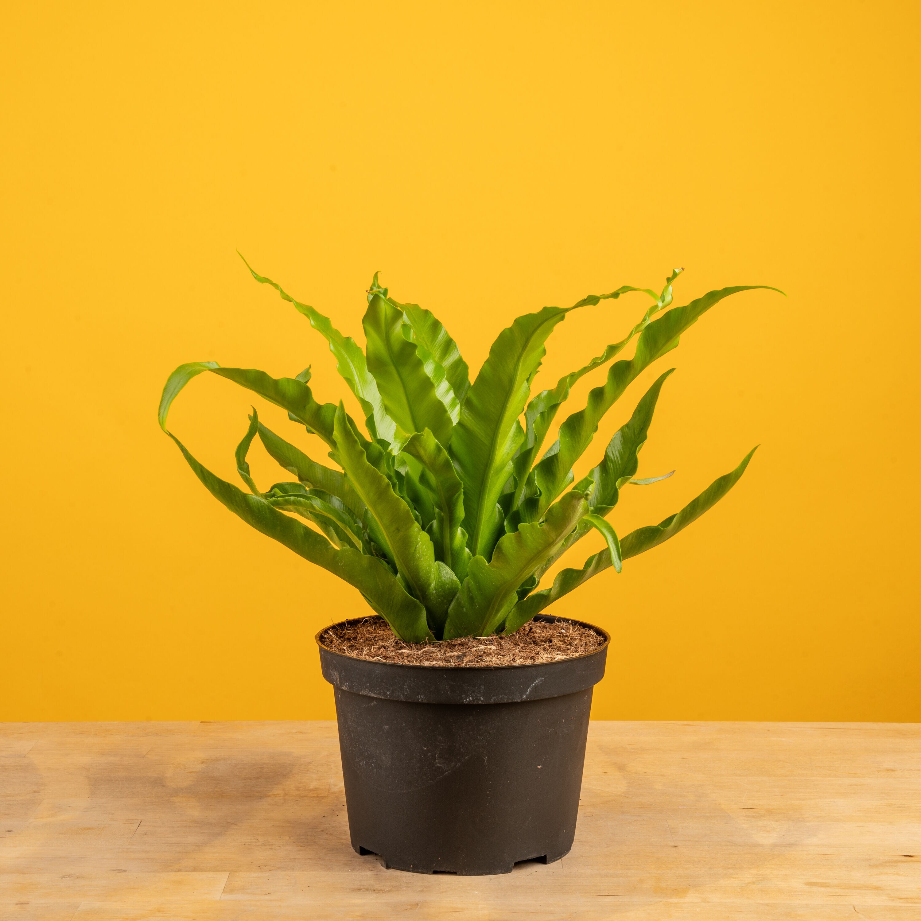 Costa Farms 921907 hseplants - View #5