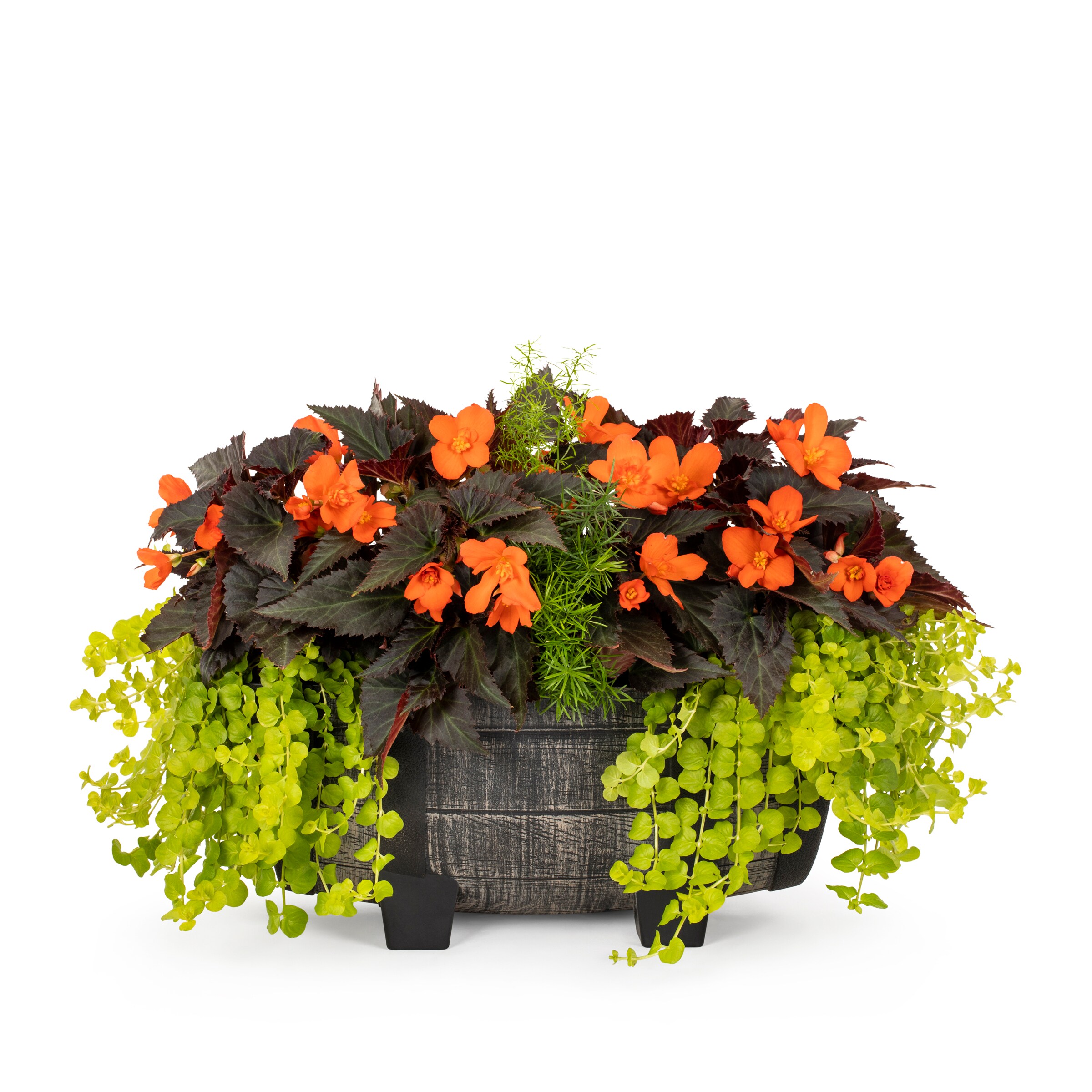 Lowe's NURSERY Multicolor Mixed Annuals in 4-Gallon Planter