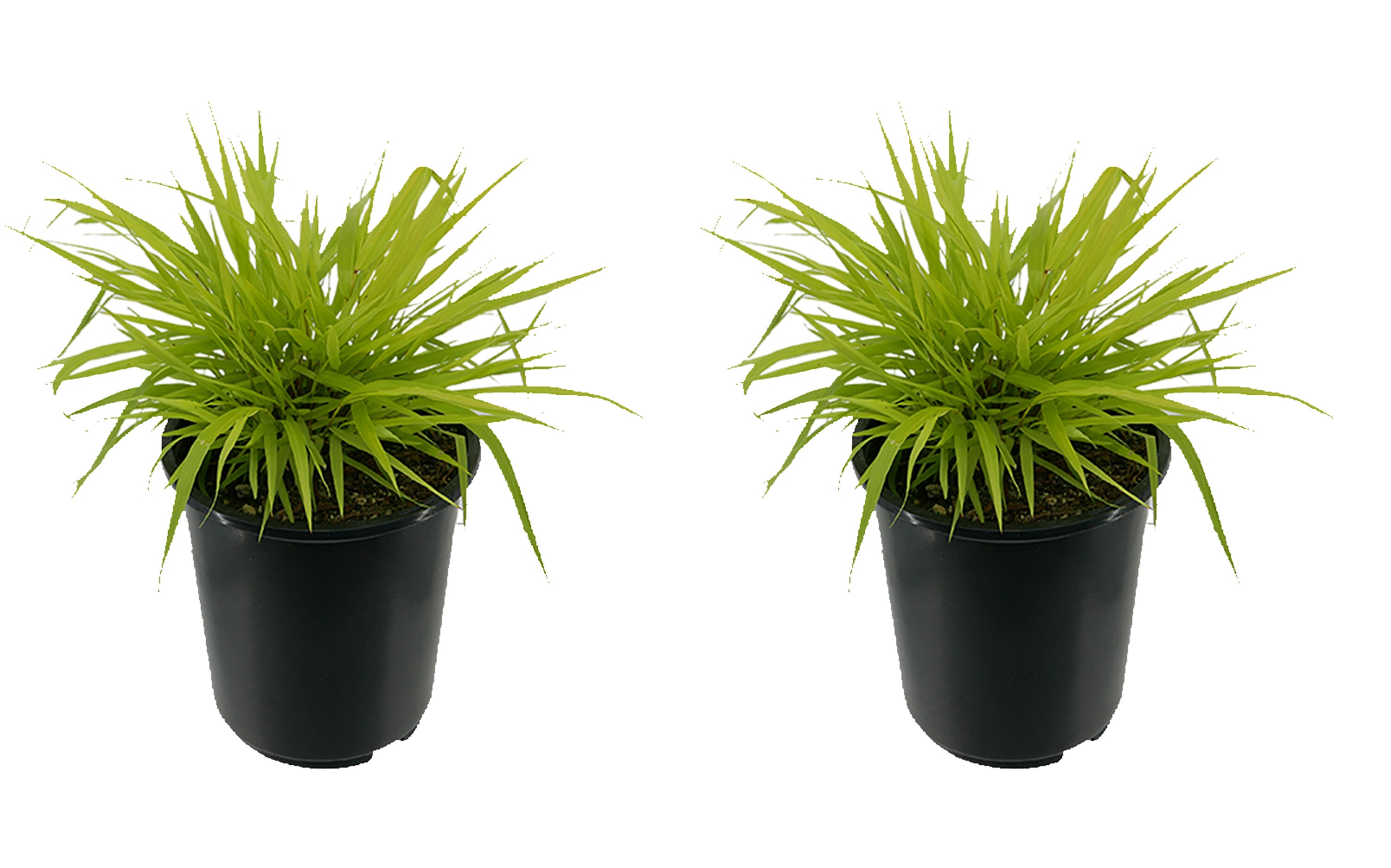  1488 Hakonechloa Grass Plant in -Quart Pot 2.0 -Pack