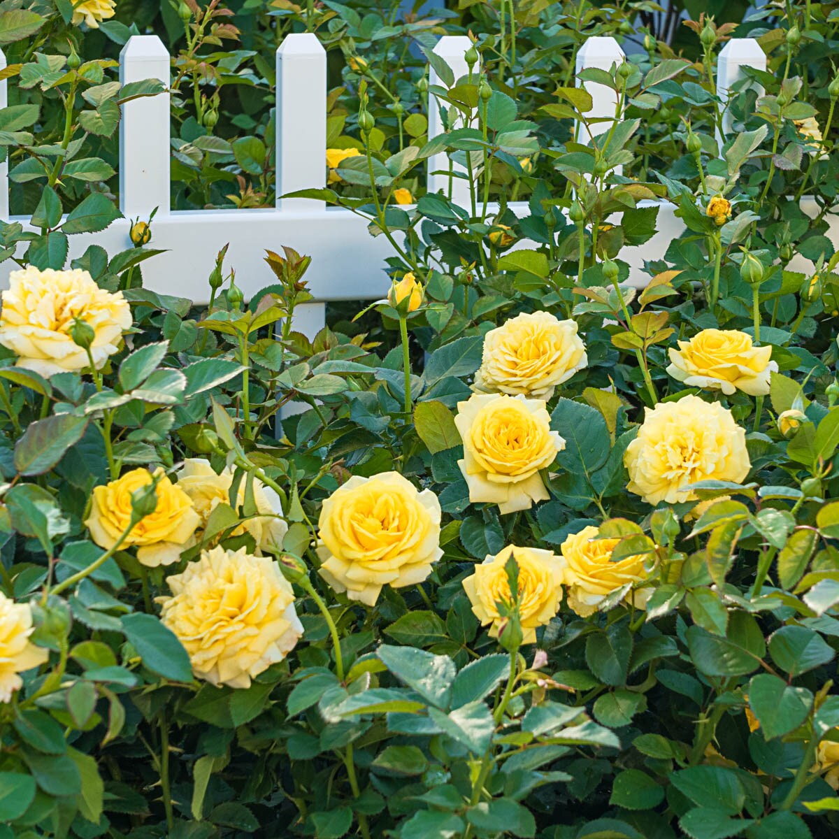 Spring Hill Nurseries 74900 roses - View #4