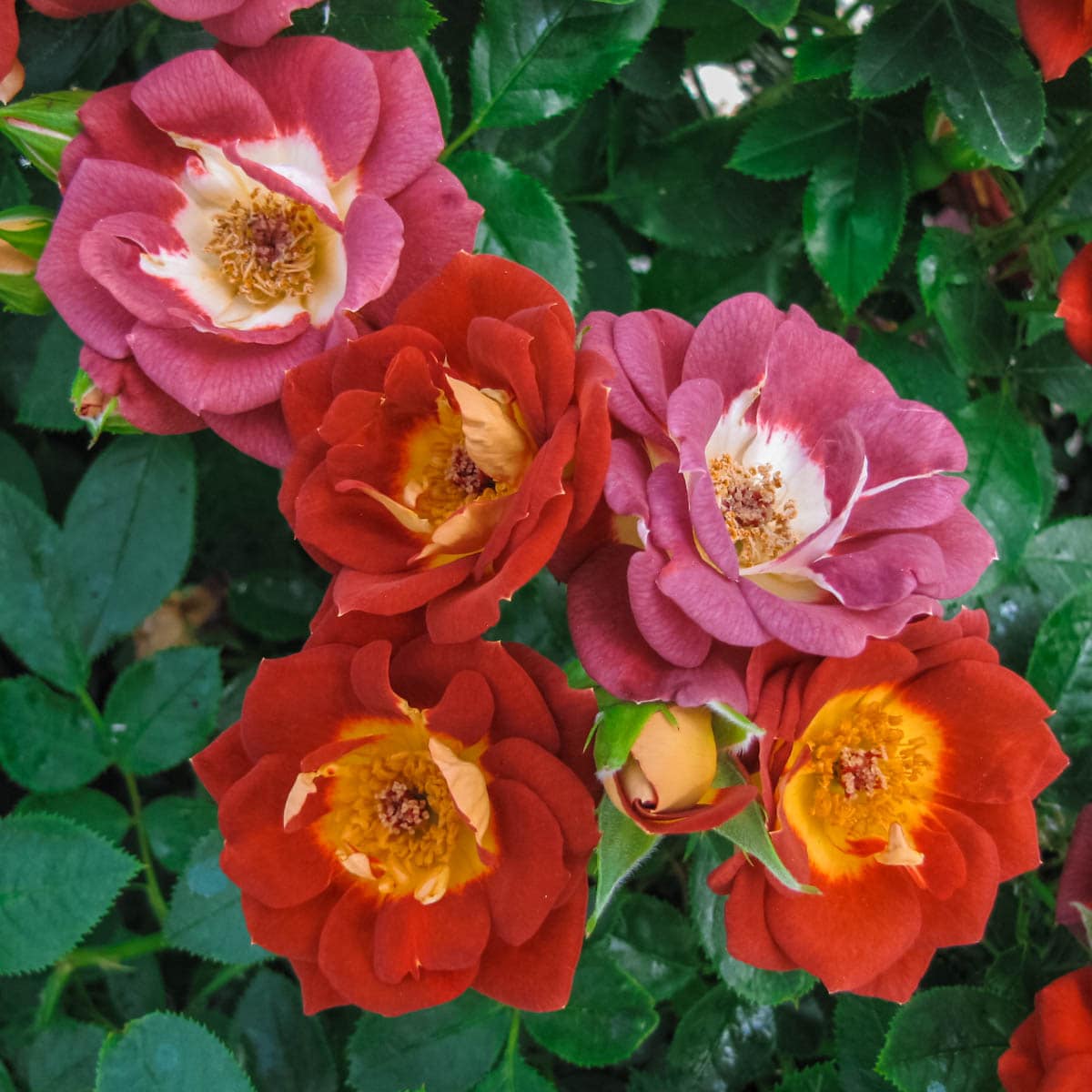 Spring Hill Nurseries 85032 Red Flowering Hot and Sassy Miniature Rose 1 -Pack 1 -Pack in Bare root