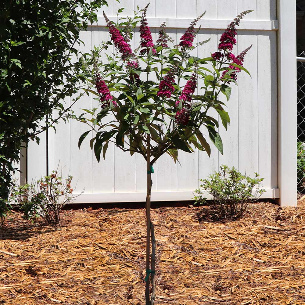Brighter Blooms 16822 shrubs - View #3