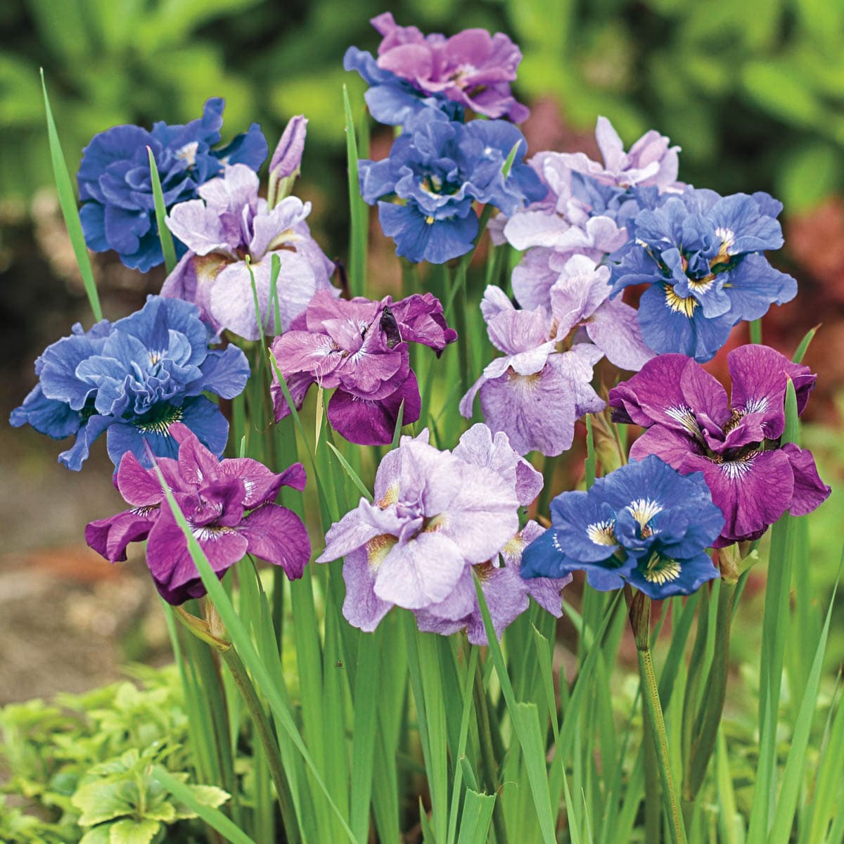 Spring Hill Nurseries 89446 Multicolor Plant in 1-Pack Bareroot