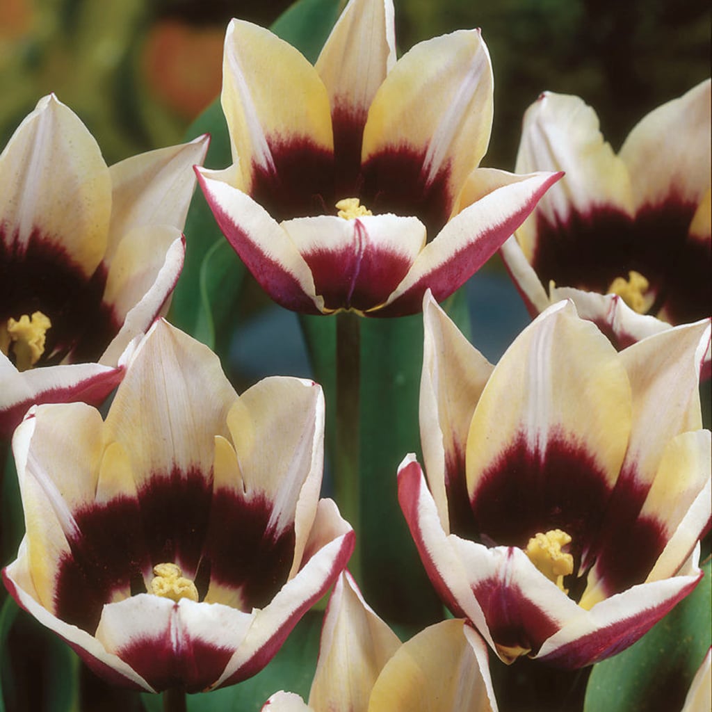 Van Zyverden 21576 Multicolor Tulips Chansonnett Bulbs 12.0 Count