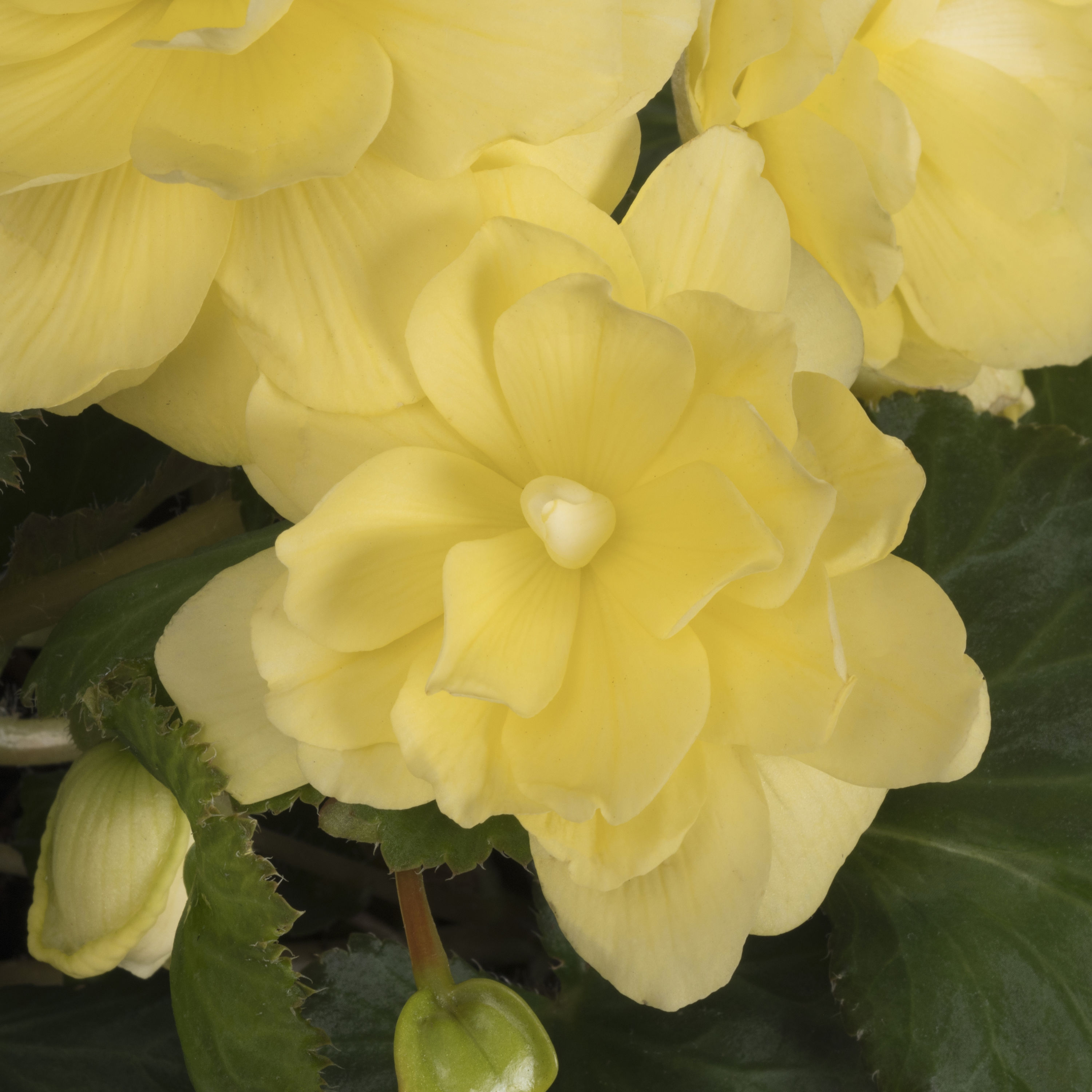 Monrovia 221655 annuals - View #5