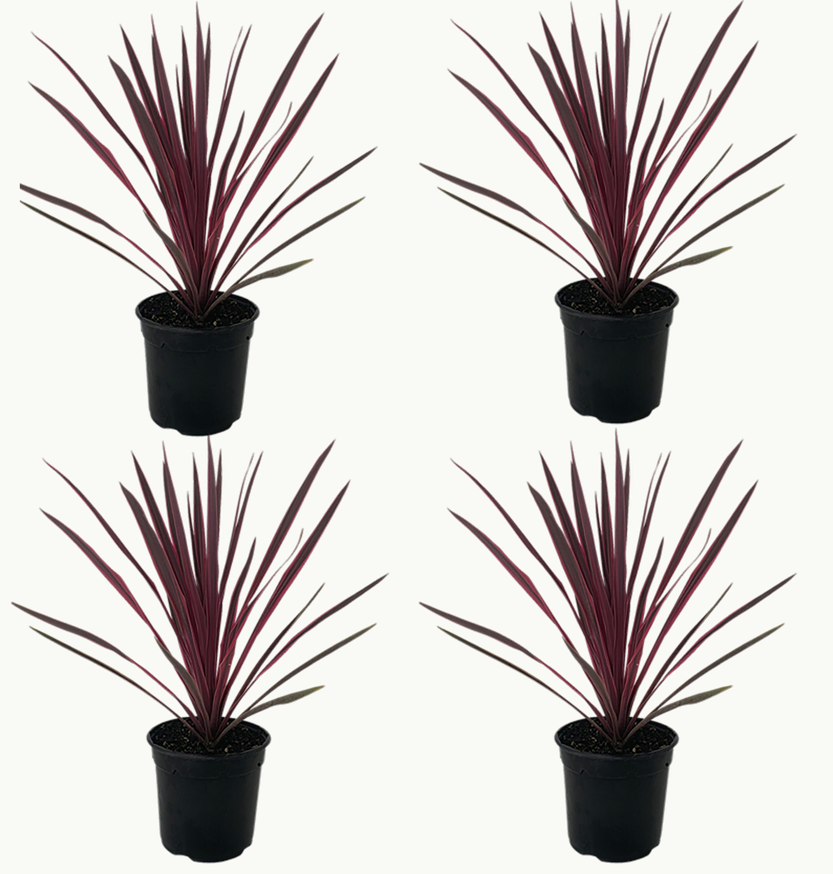 in 2.5-Quart 4-Pack in the Perennials department at Lowes.com