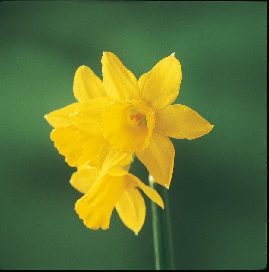 Breck's Yellow King Alfred Daffodil Bulbs Bagged 100-Pack in the Plant  Bulbs department at