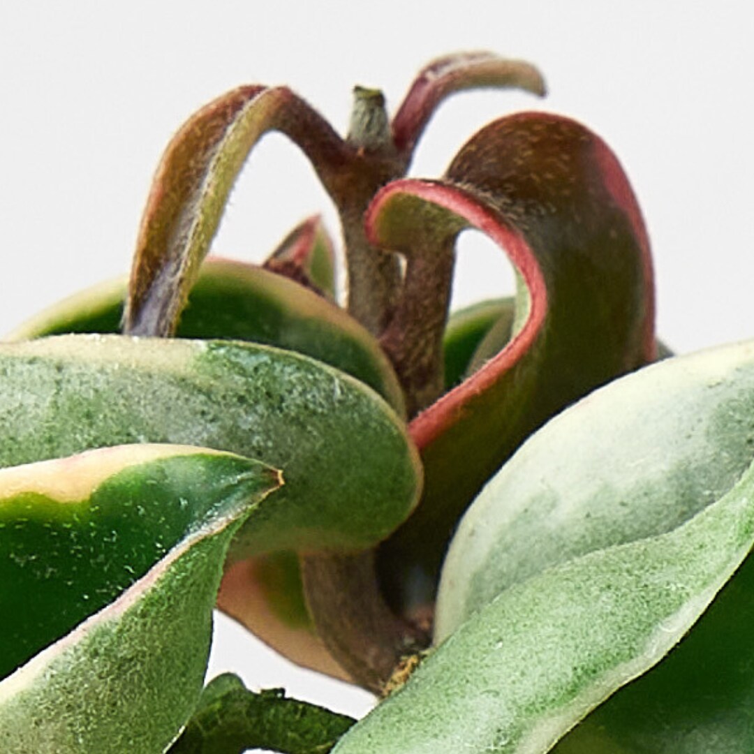 House Plant Shop 119 hseplants - View #3
