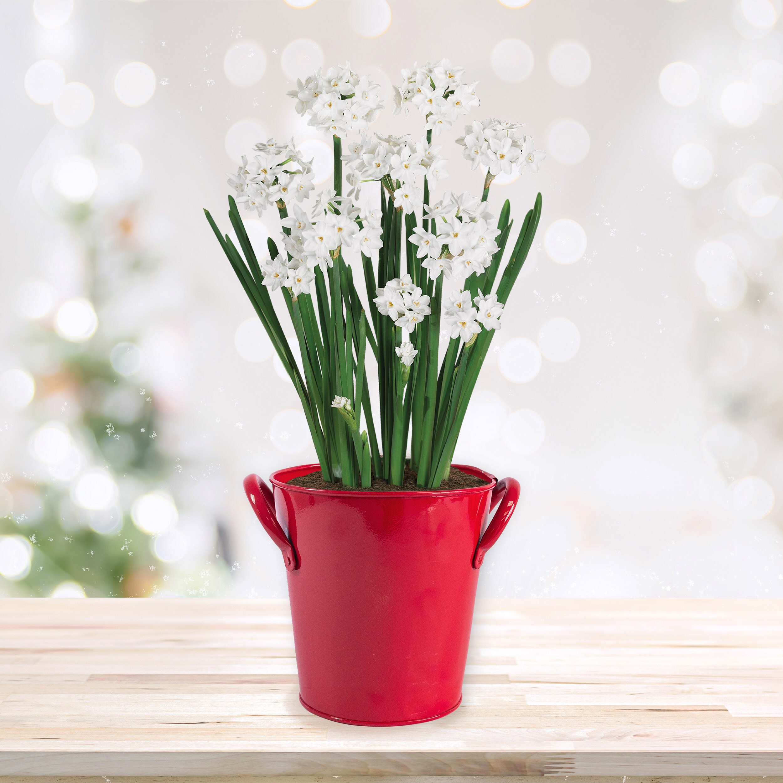 Garden State Bulb ECH-27-01-01 Plant-Bulbs - View #9