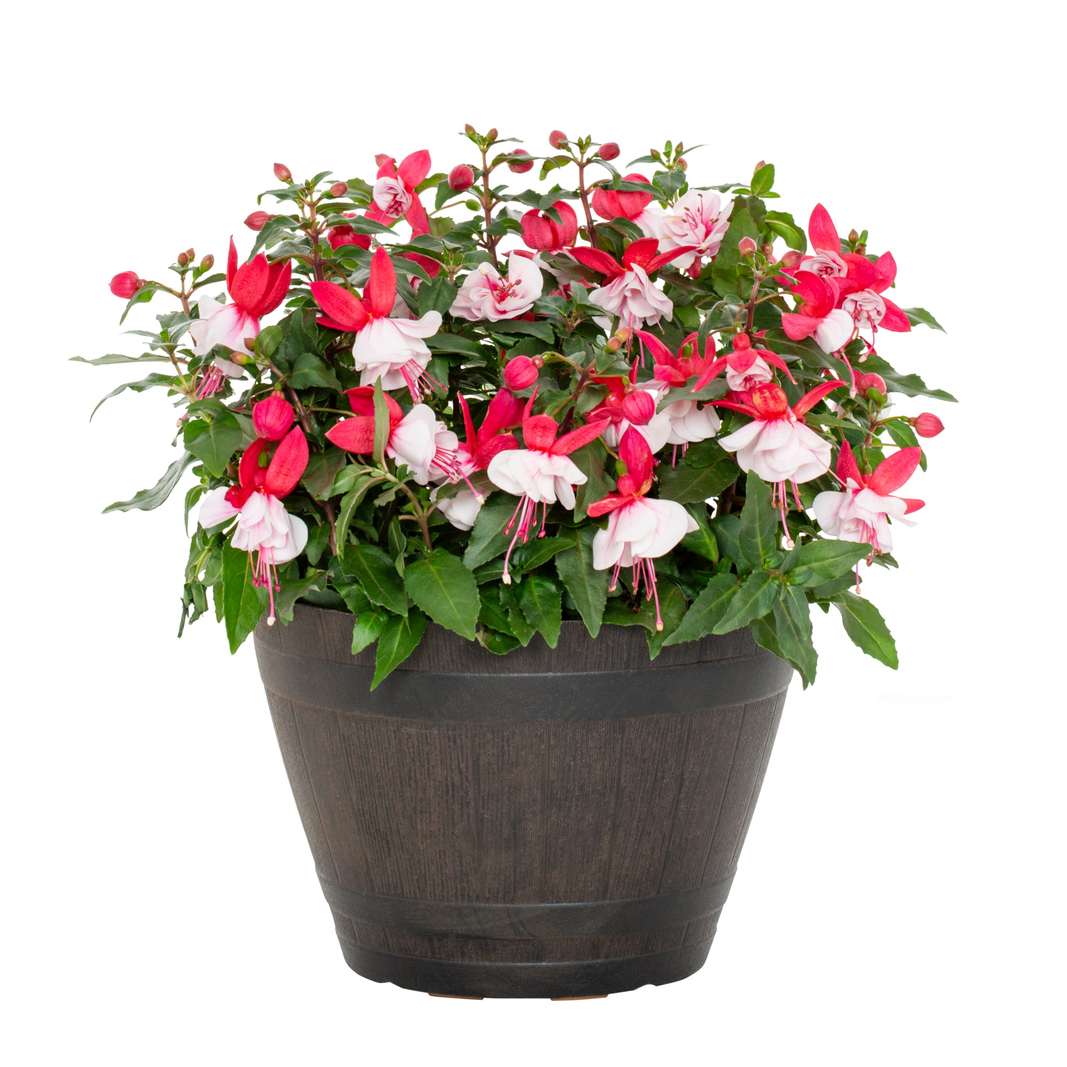 Lowe's 1.15 Gallon(s) Multicolor Fuchsia 1 -Pack - Low Maintenance