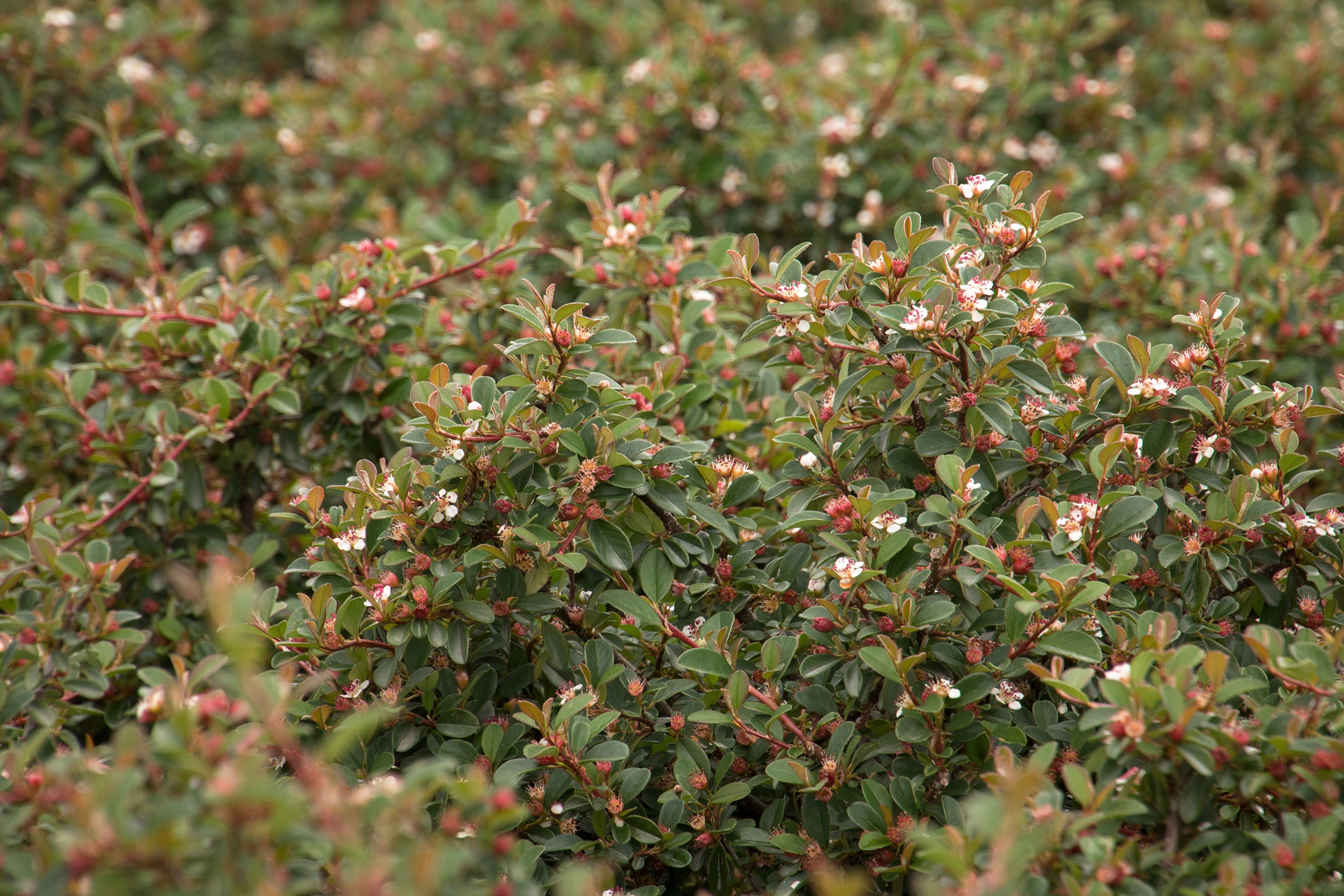 Monrovia KT10603025000100000 shrubs - View #3