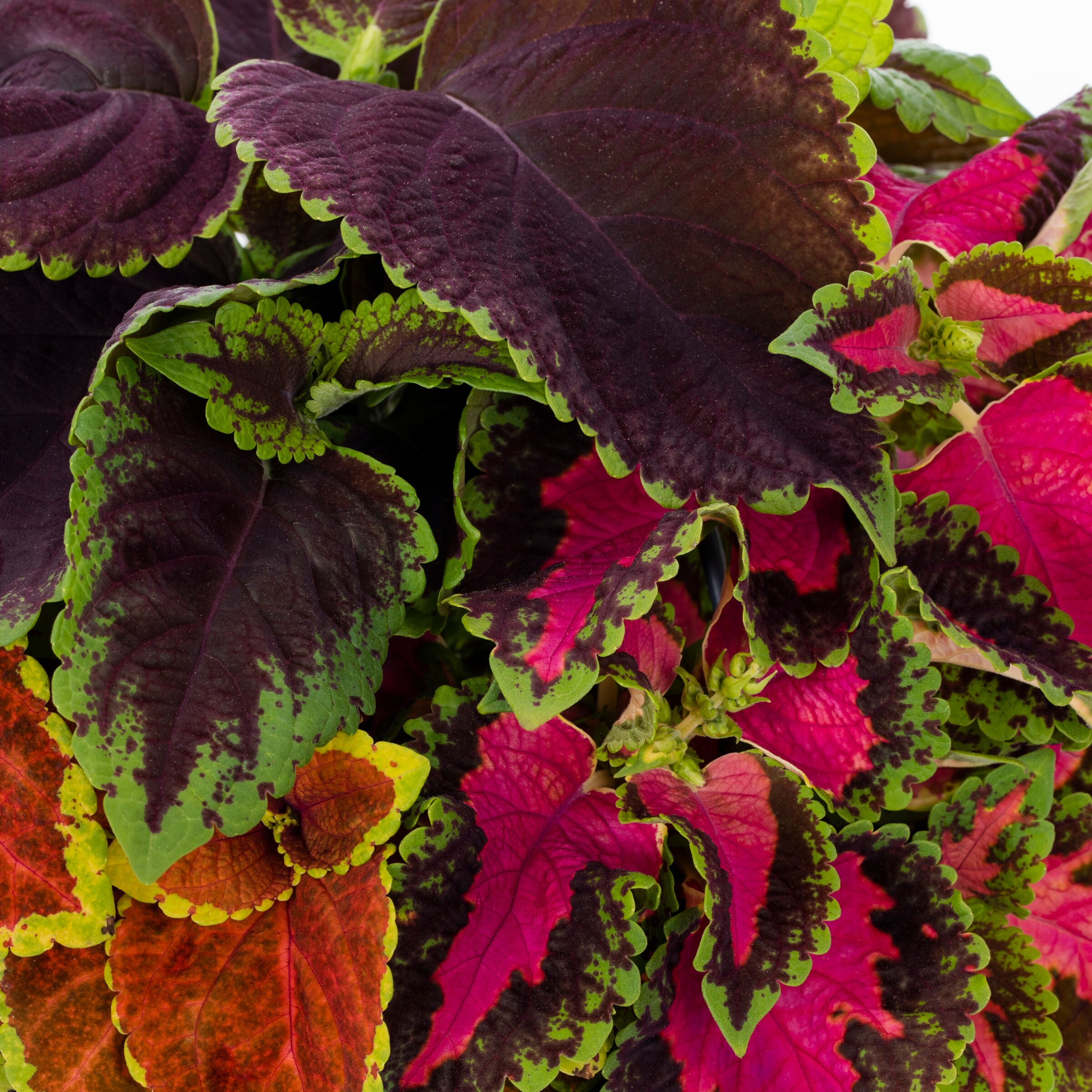 Lowe's COLPRHB1.50GL annuals - View #4
