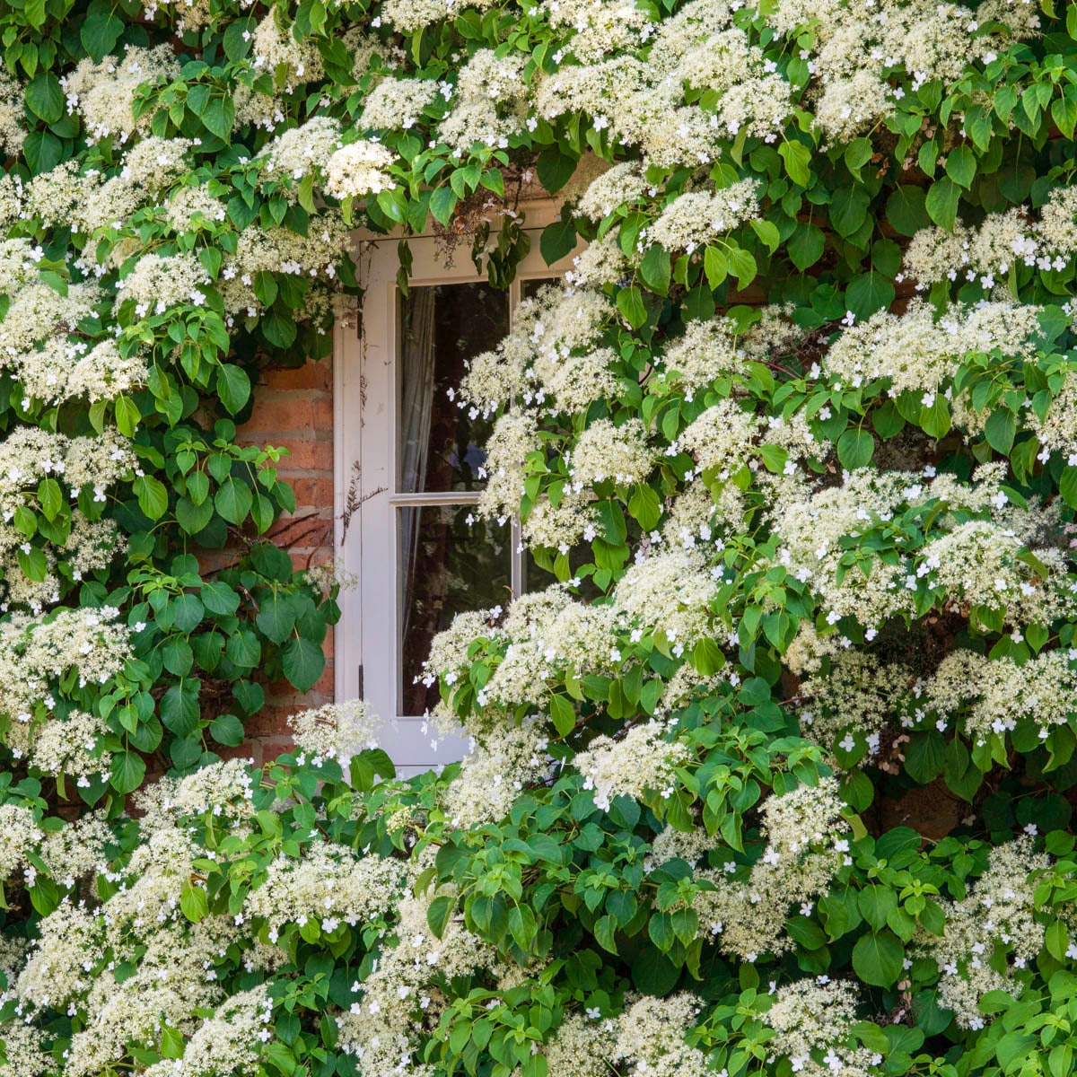 Direct Gardening 96175 vines - View #2
