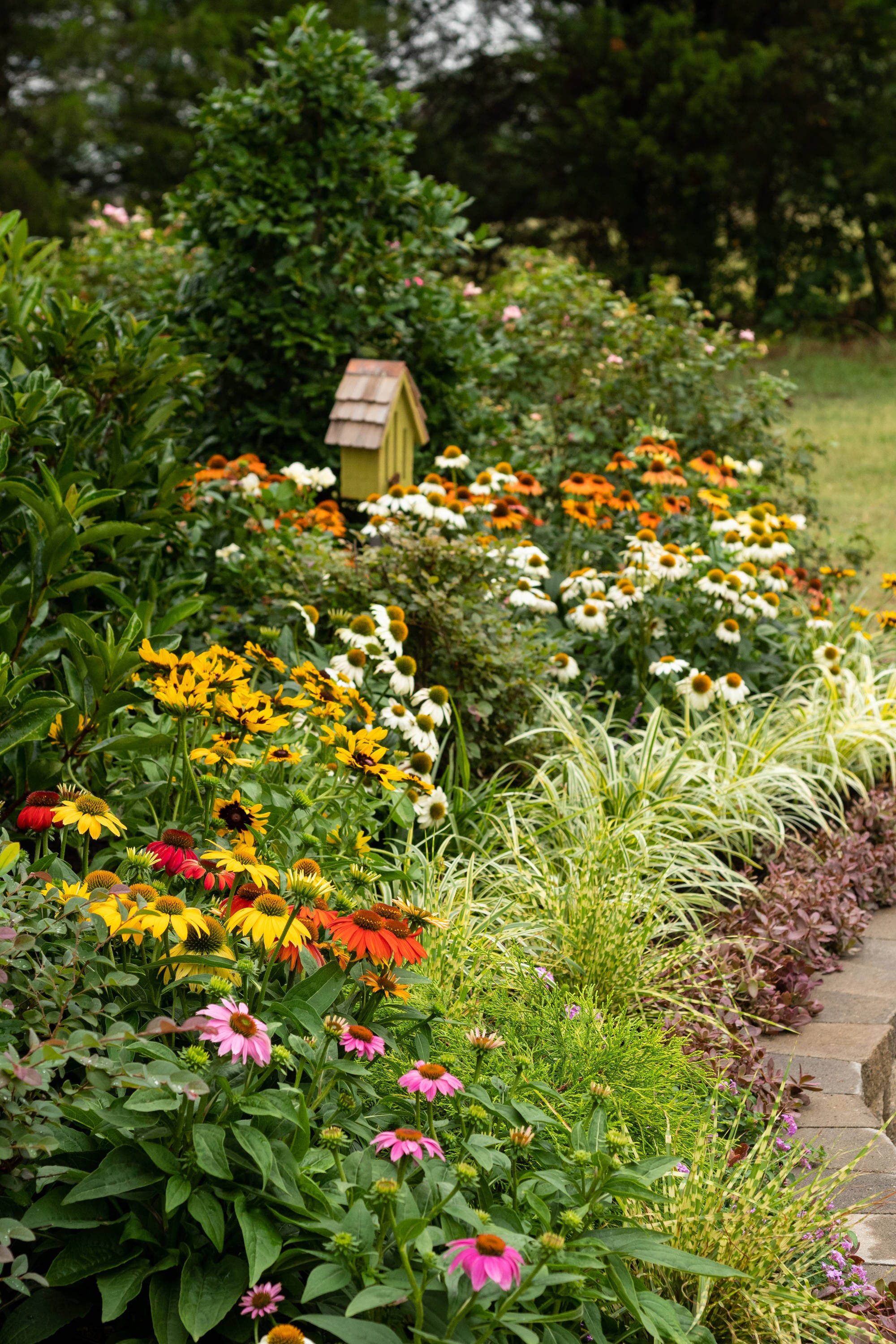 Monrovia 78646 perennials - View #4