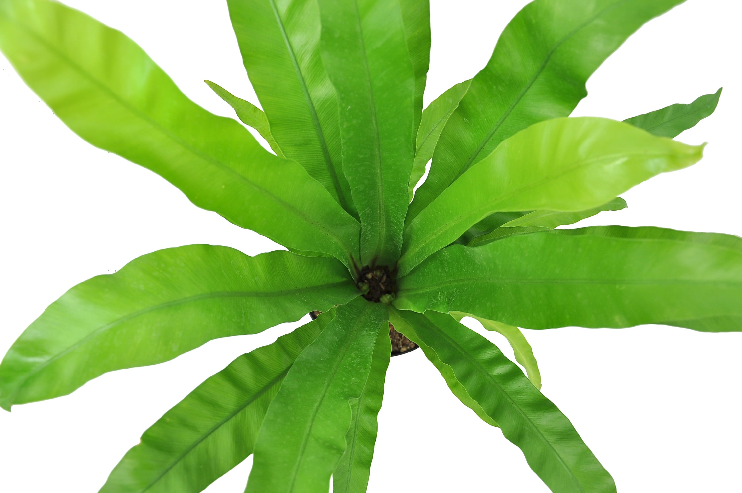 Costa Farms M-BNF-G-POT-01-LW hseplants - View #4