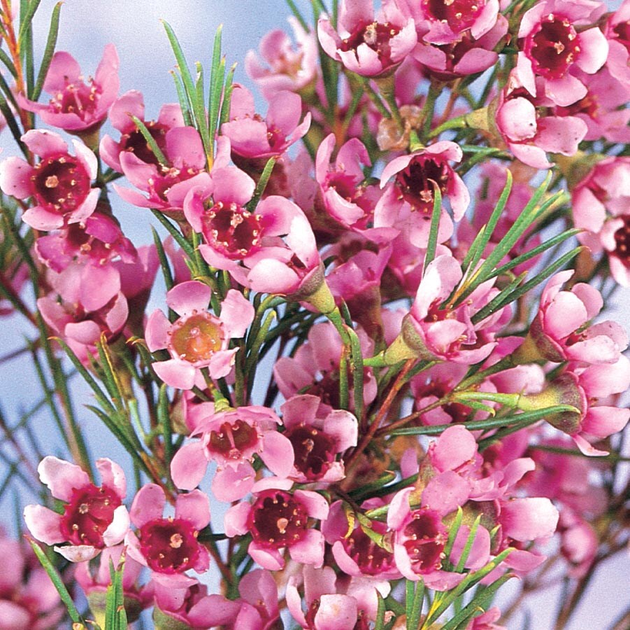  NURSERY Pink Geraldton Waxflower Accent Shrub In Pot (With Soil)