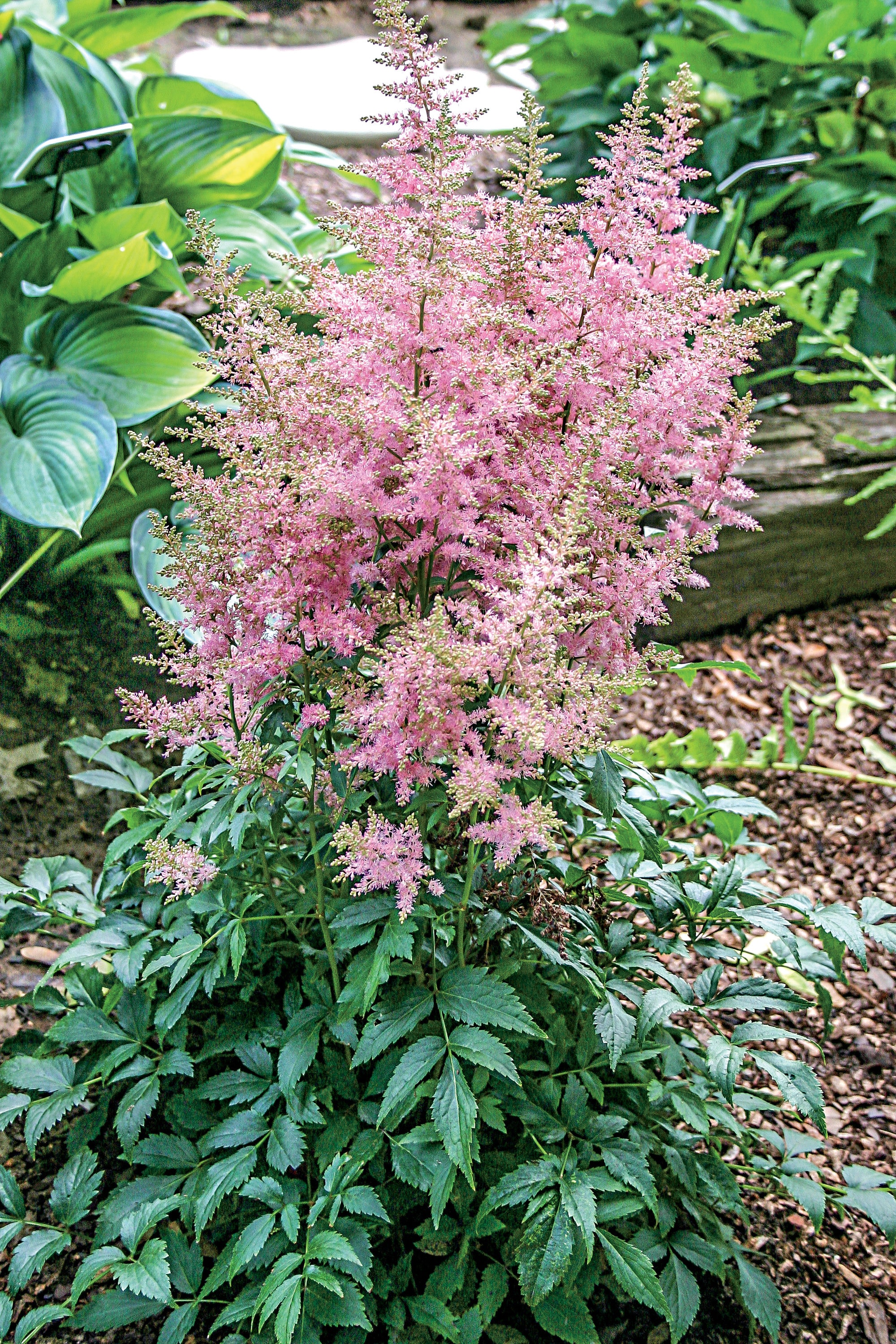 Monrovia NURSERY Pink Music#8482 Country and Western Astilbe Plant in 1.00 -Gallon Pot 1.0 -Pack