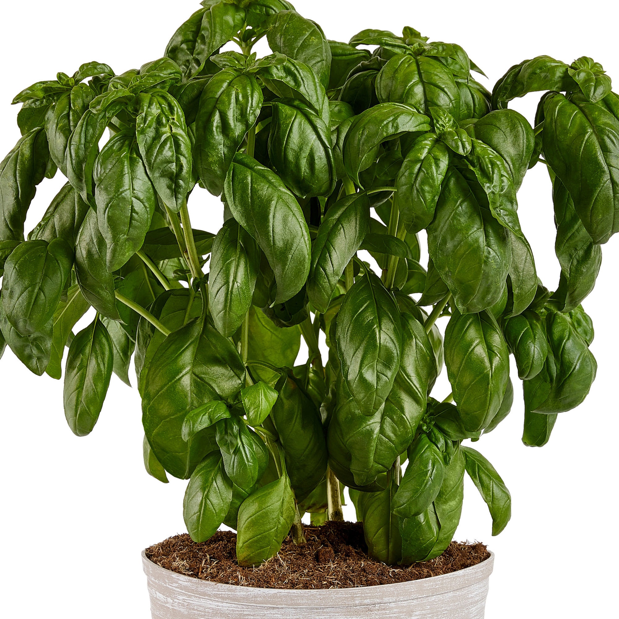 Bonnie Plants 202064 Herb-Plants - View #2