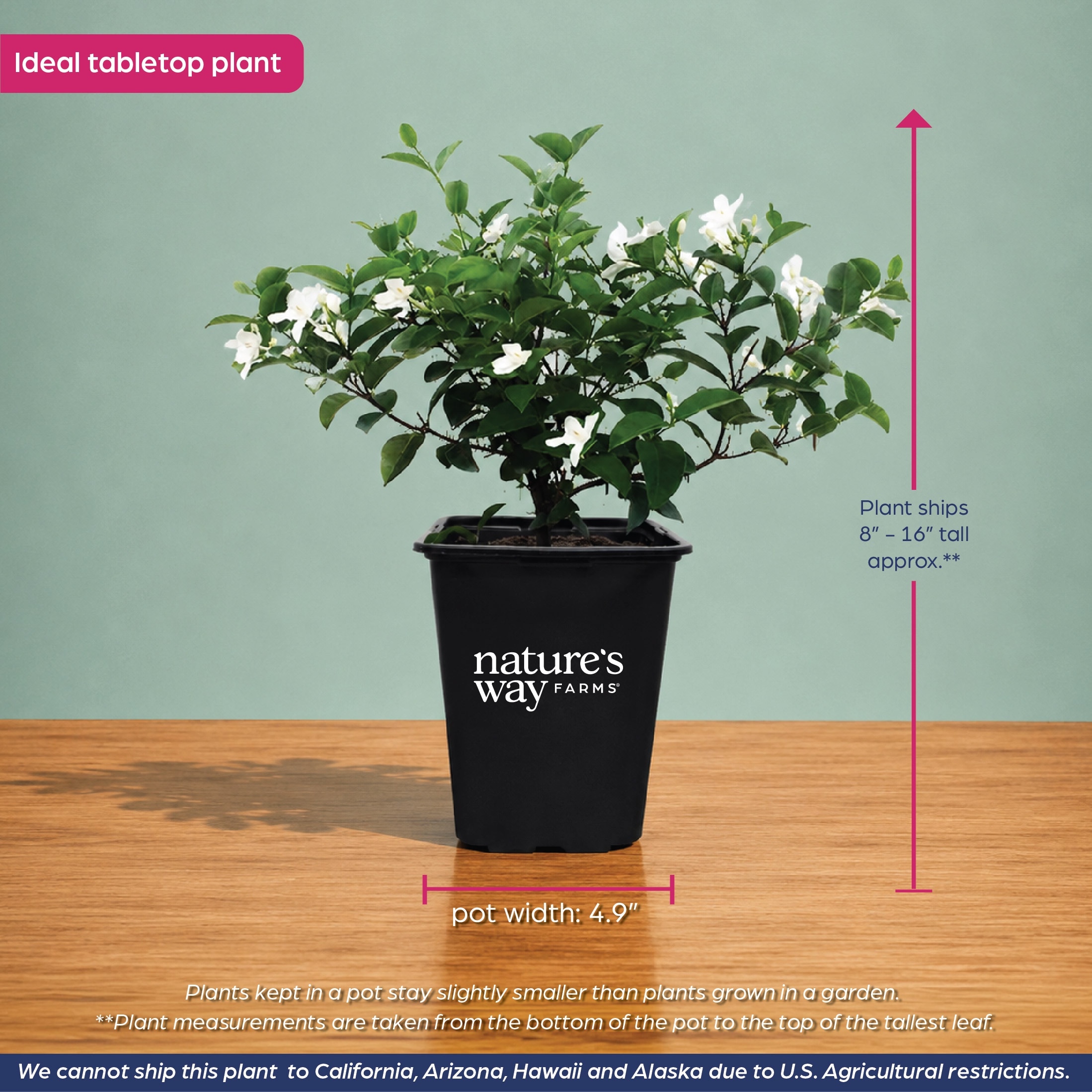 Nature's Way Farms 2 -Quart Asian Snow Jasmine Accent Shrub with