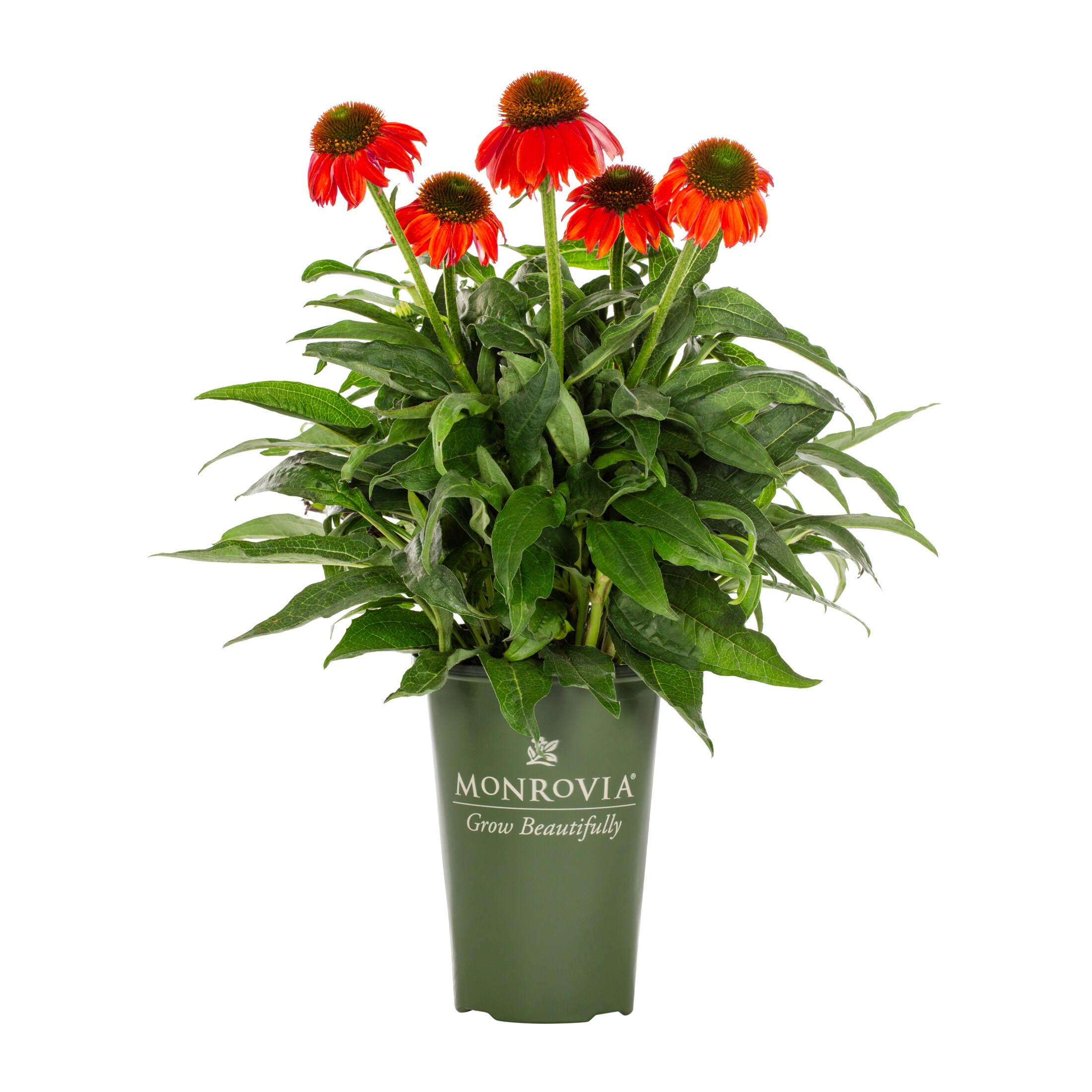 Monrovia 4368 perennials - View #7