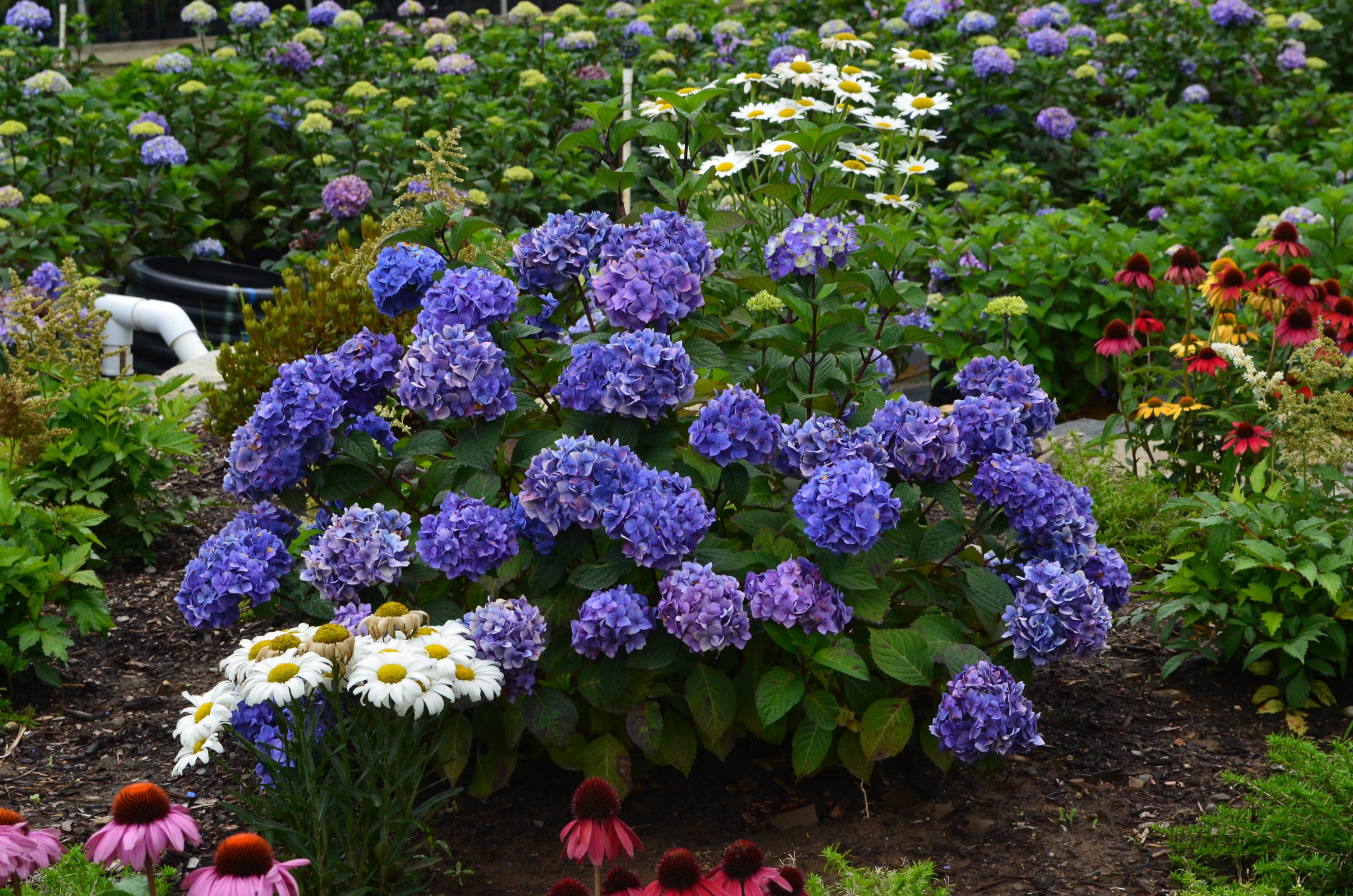 Lowe's 521005 Multicolor BloomStruck Reblooming Hydrangeas Flowering Shrub in 1 -Gallon Pot 1.0 -Pack