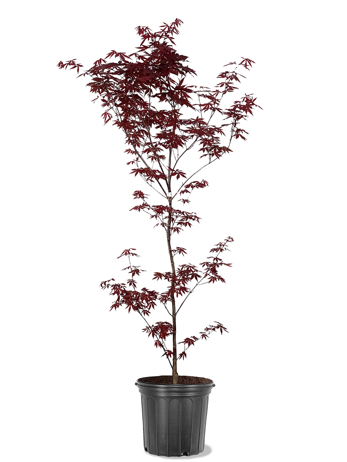Southern Planters MAPJEM05G 5 -Gallon Green Feature Emperor I Japanese Maple In pot (with soil)