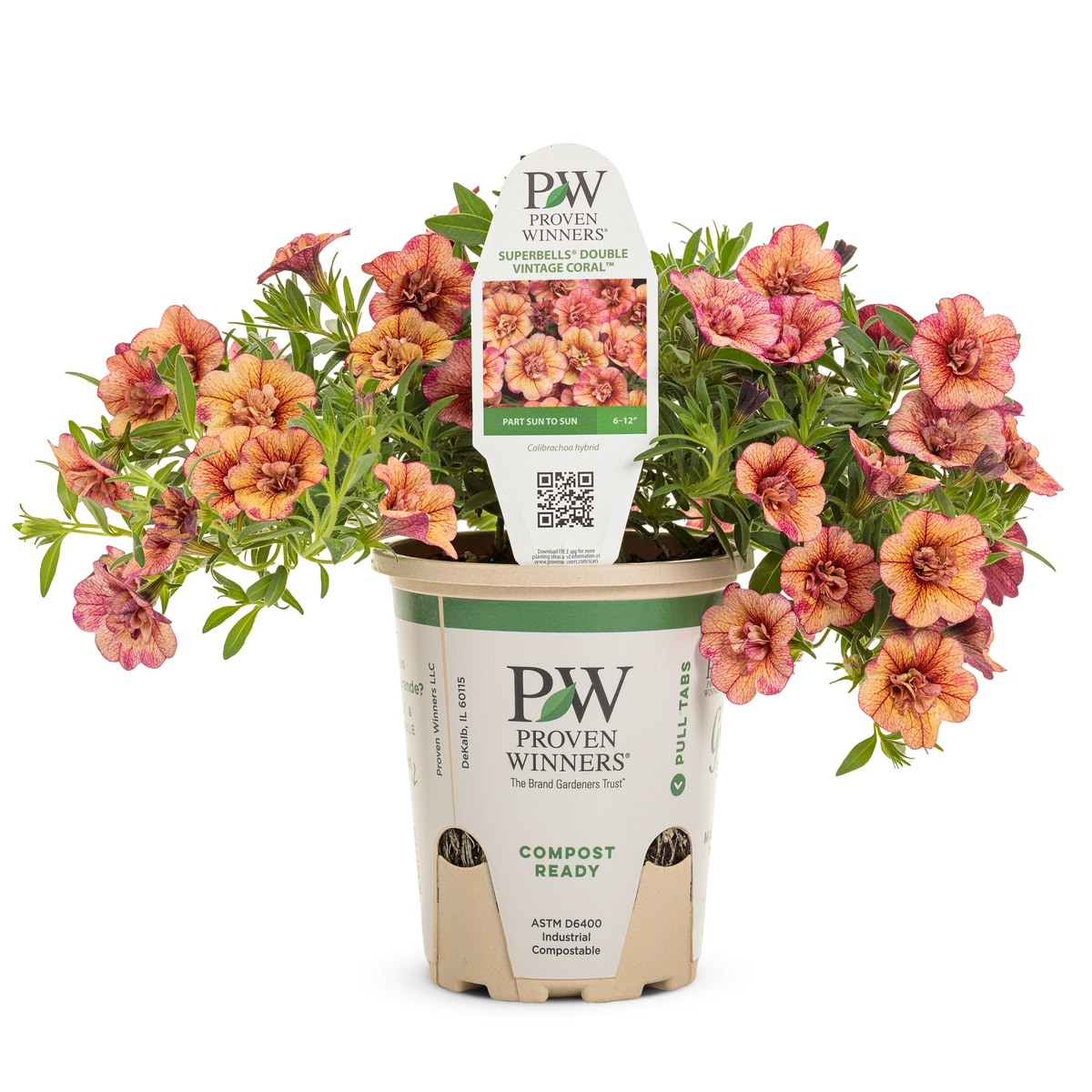 Proven Winners - SupBel Dbl Vint Coral EGr4pk