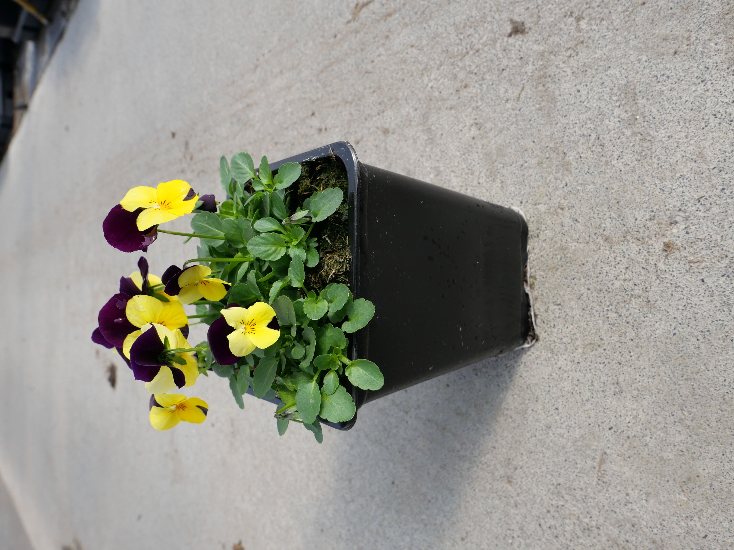 1824 annuals - View #4