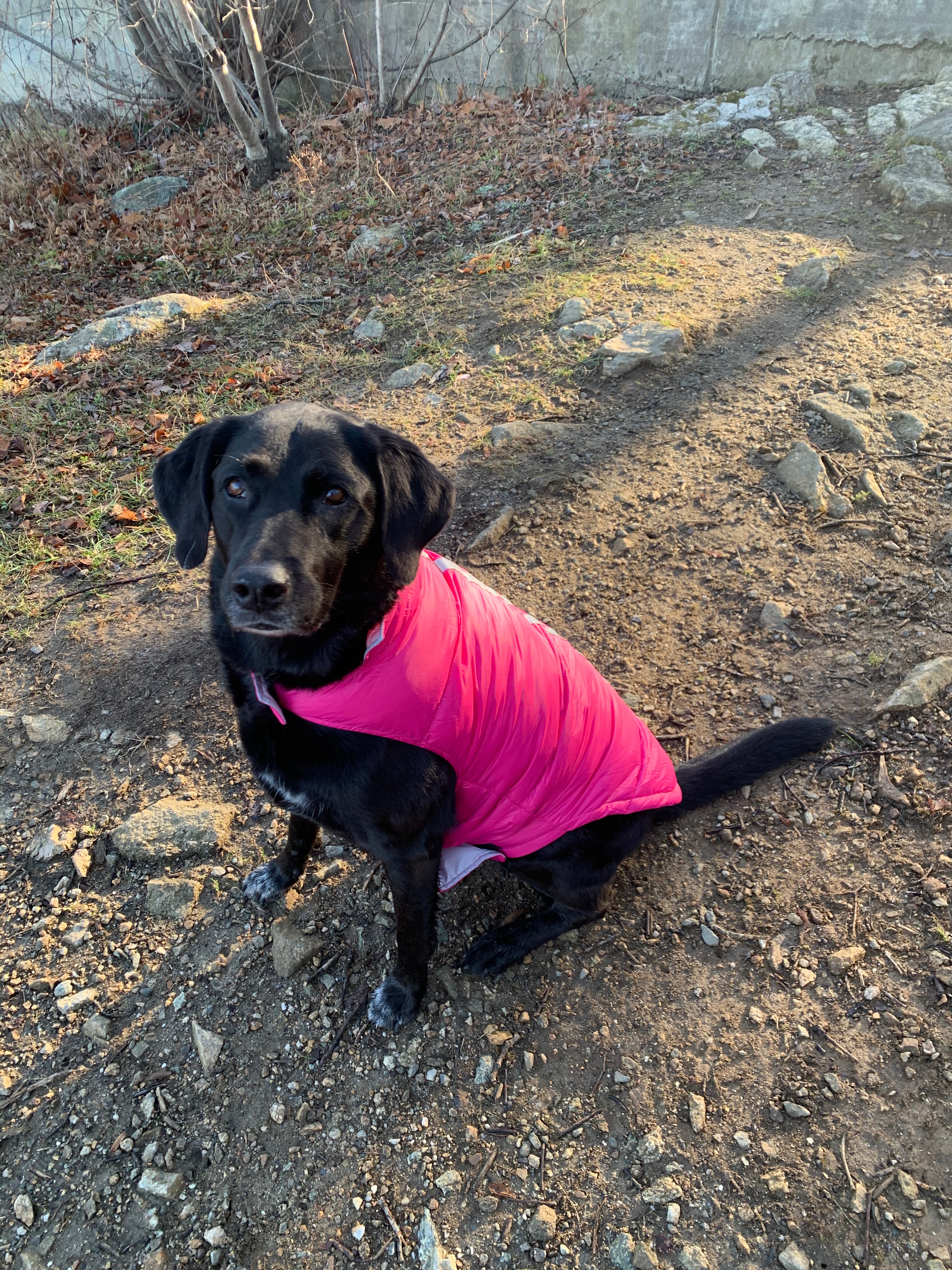 Pets First, Dog, Pink Philadelphia Eagles Dog Jersey