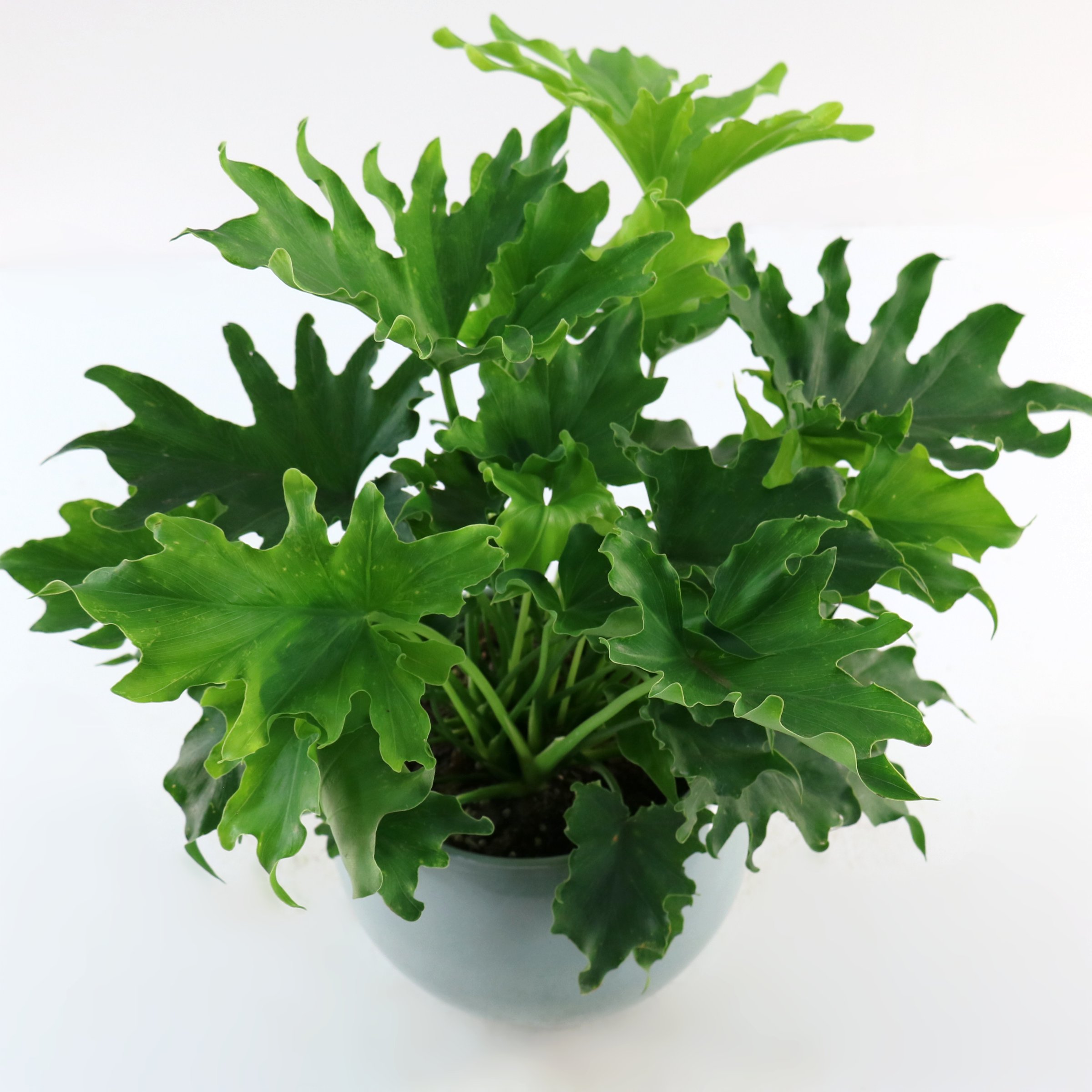 National Plant Network LW2428 hseplants - View #6