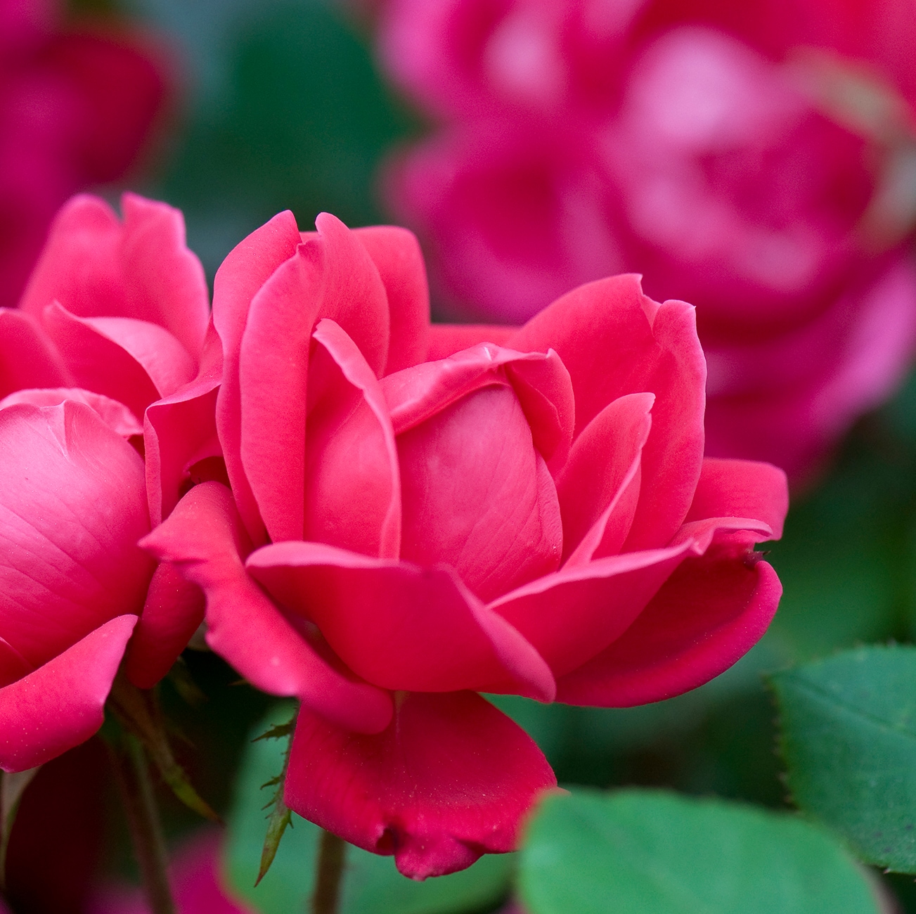 Van Zyverden 84640 roses - View #2