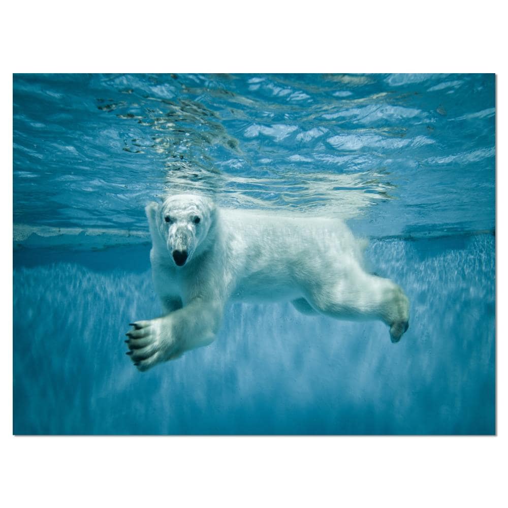 Images Of Polar Bears Swimming