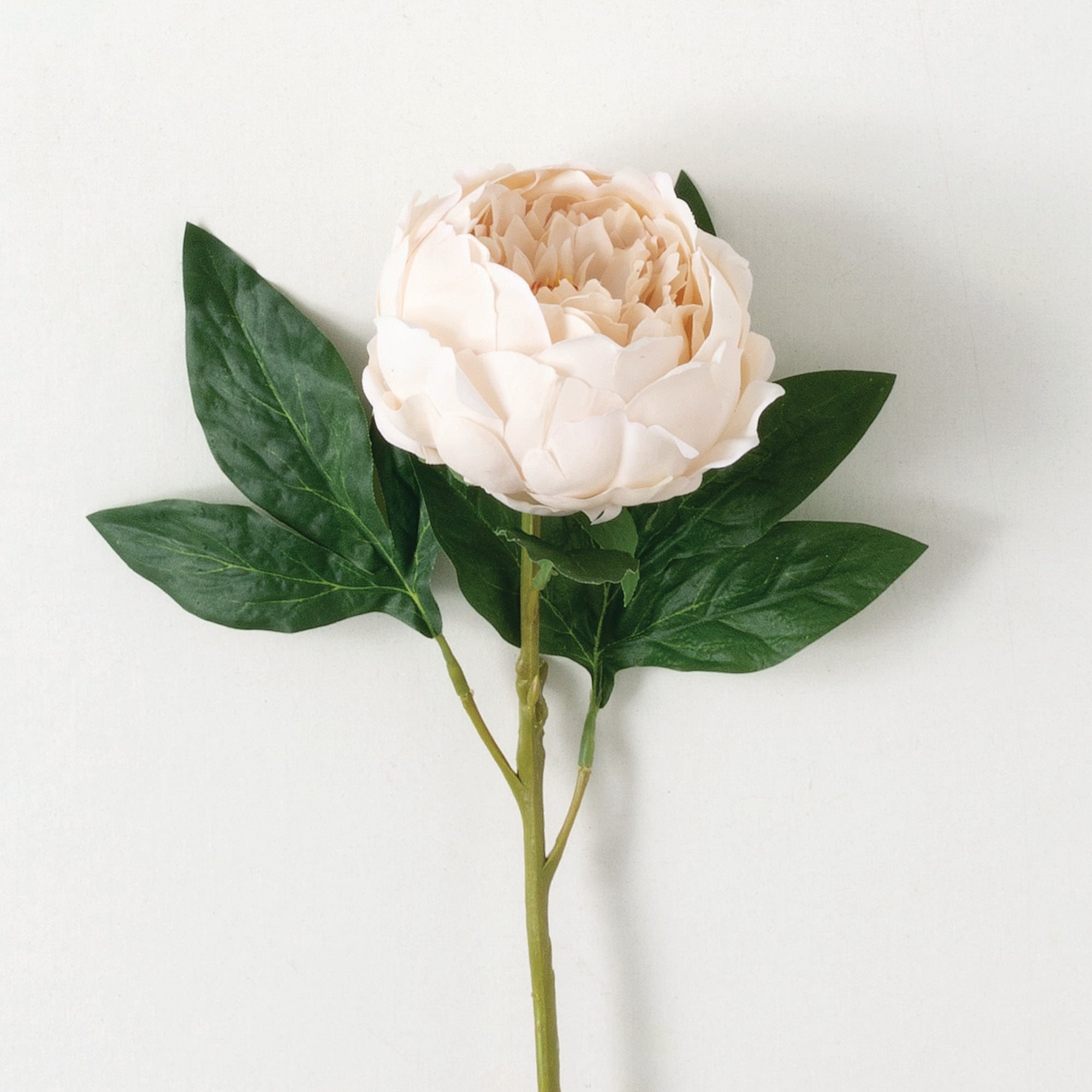 Sullivans GA1714 CHA 24-Inches Champagne Pink Indoor Desktop Peony Artificial flower